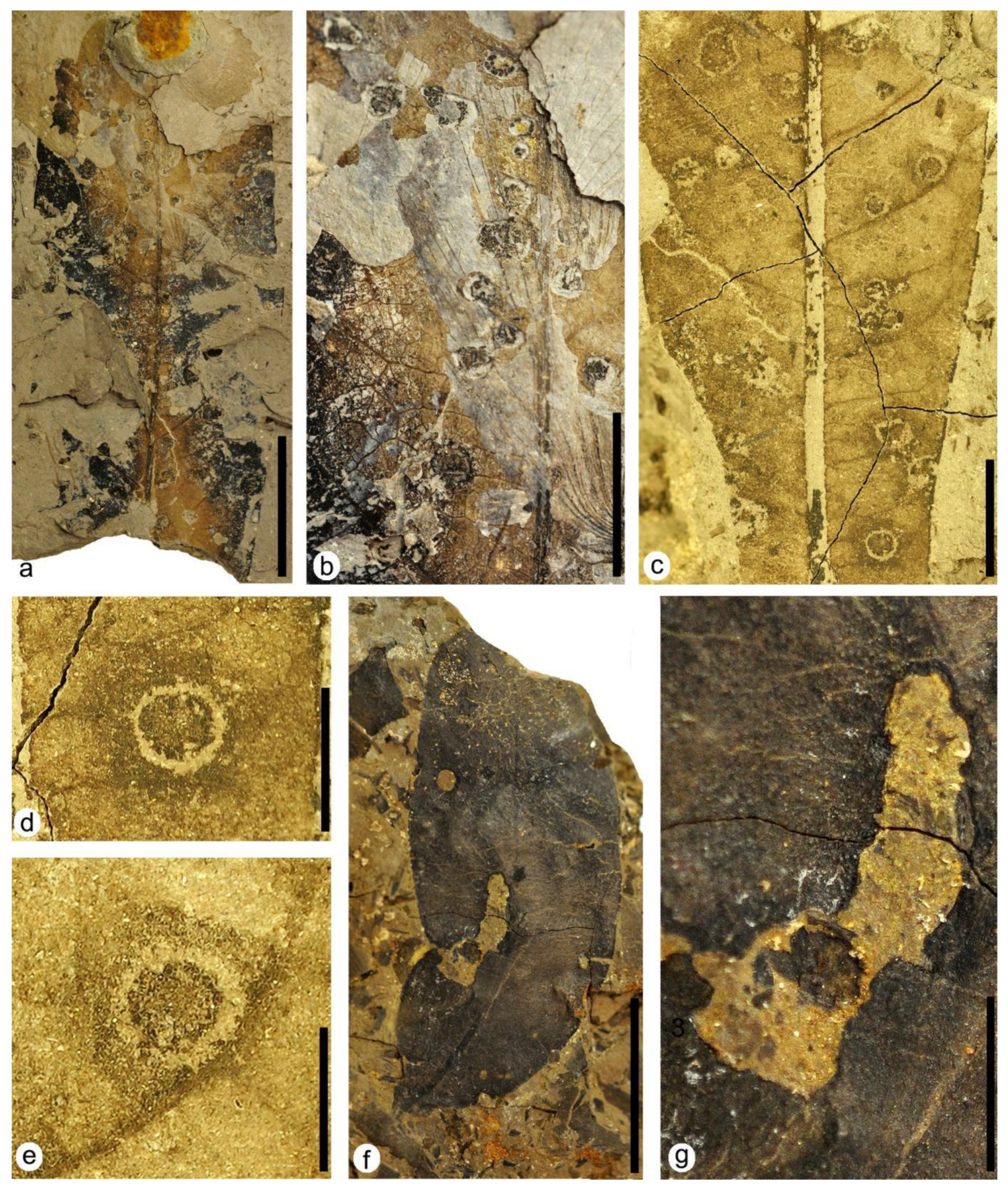 Plants 12 00508 g009