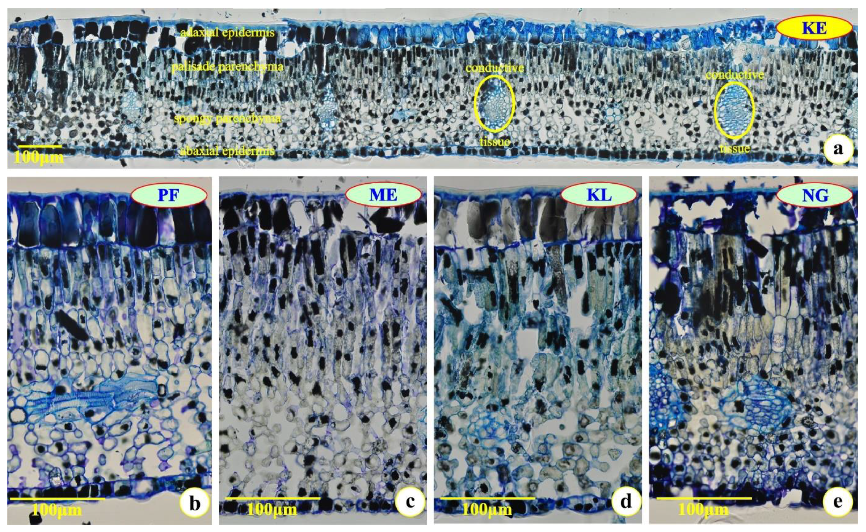 Plants 12 00514 g001 Plants 12 00514 g001