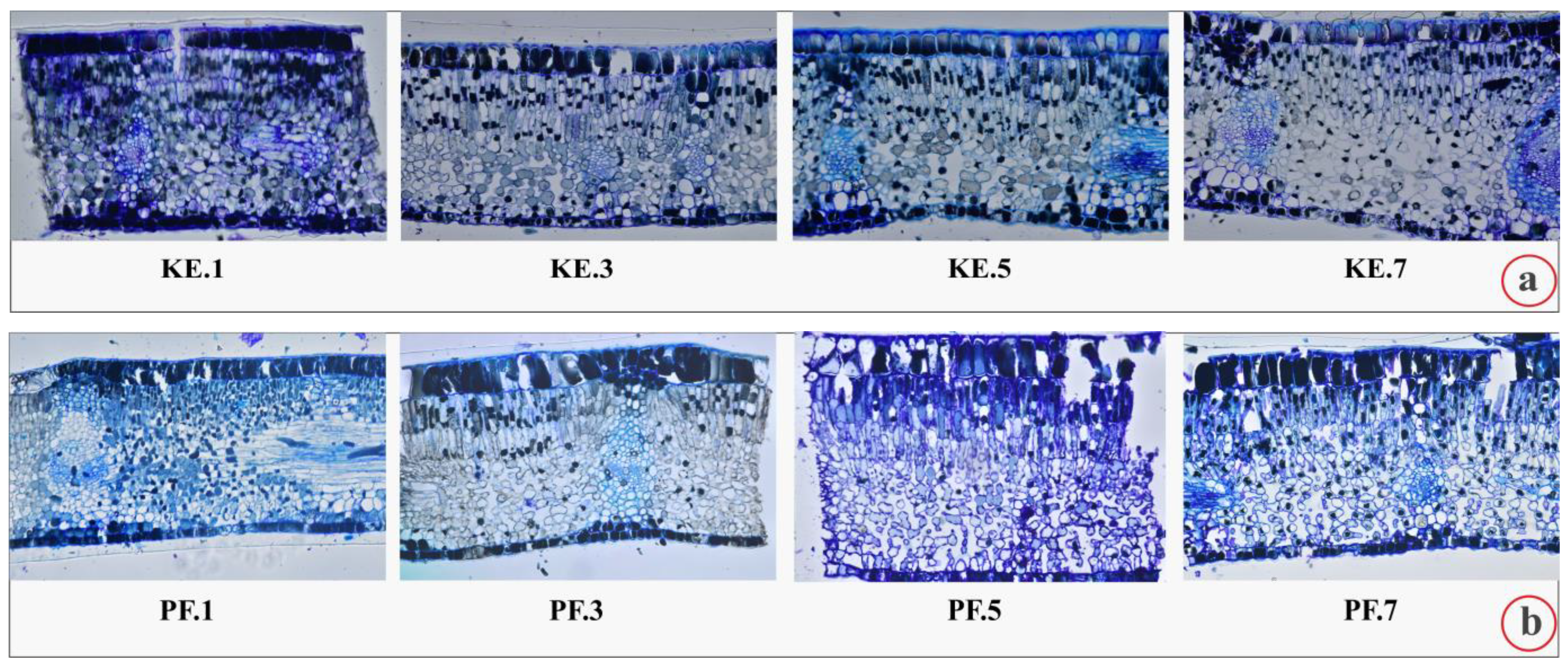 Plants 12 00514 g003a Plants 12 00514 g003a