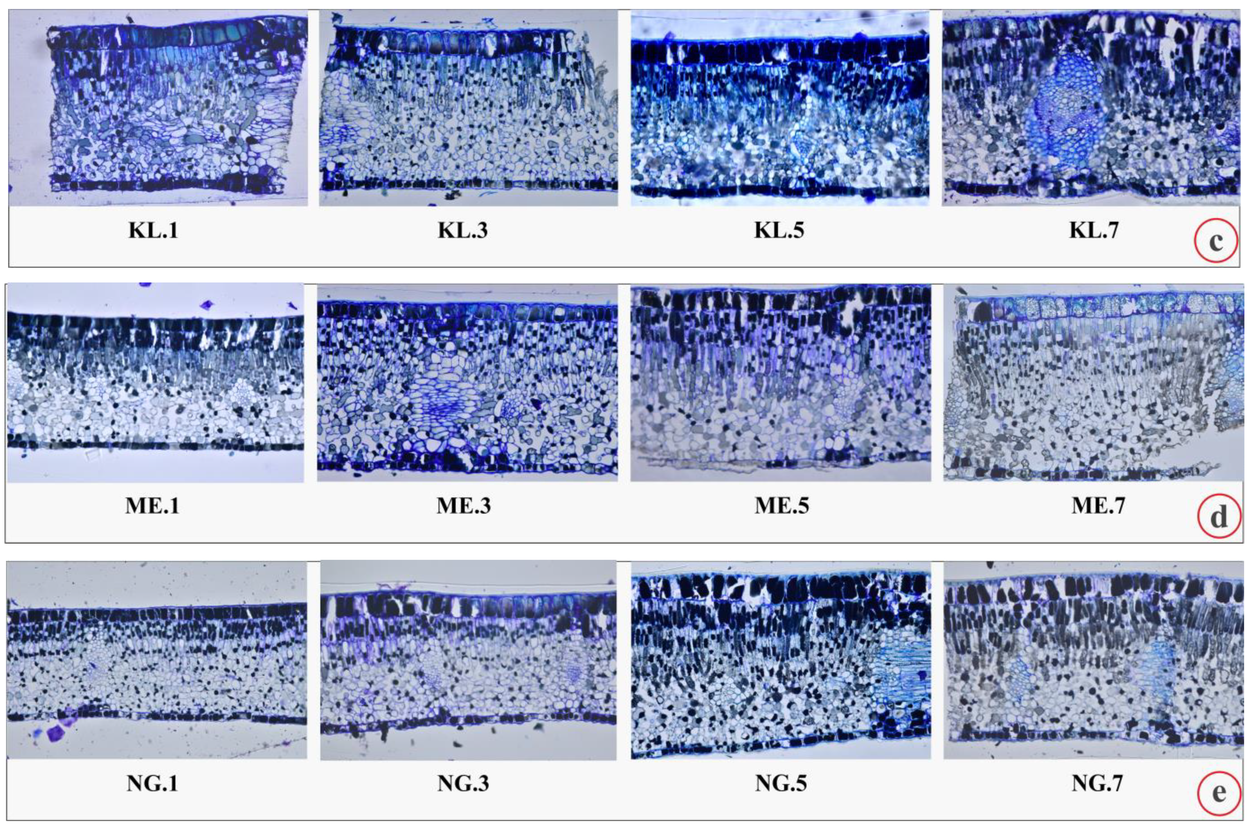 Plants 12 00514 g003b Plants 12 00514 g003b