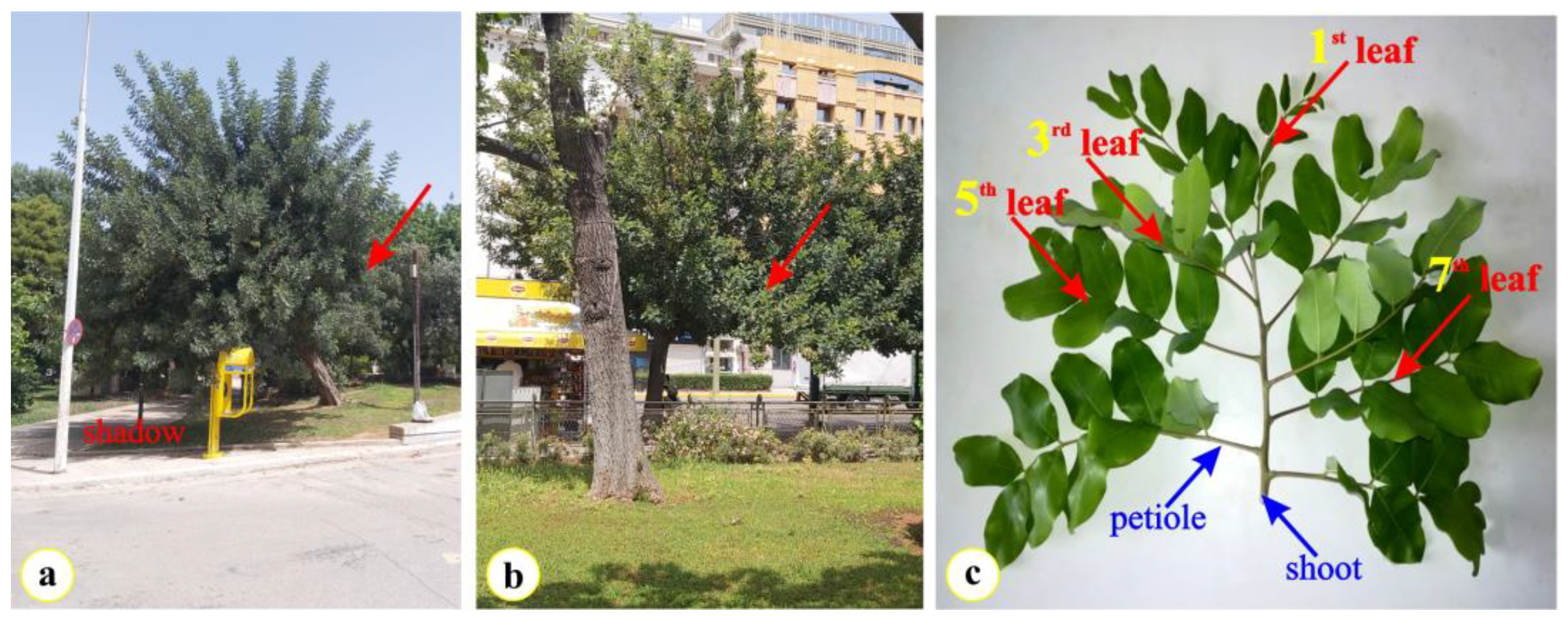 Plants 12 00514 g006 Plants 12 00514 g006