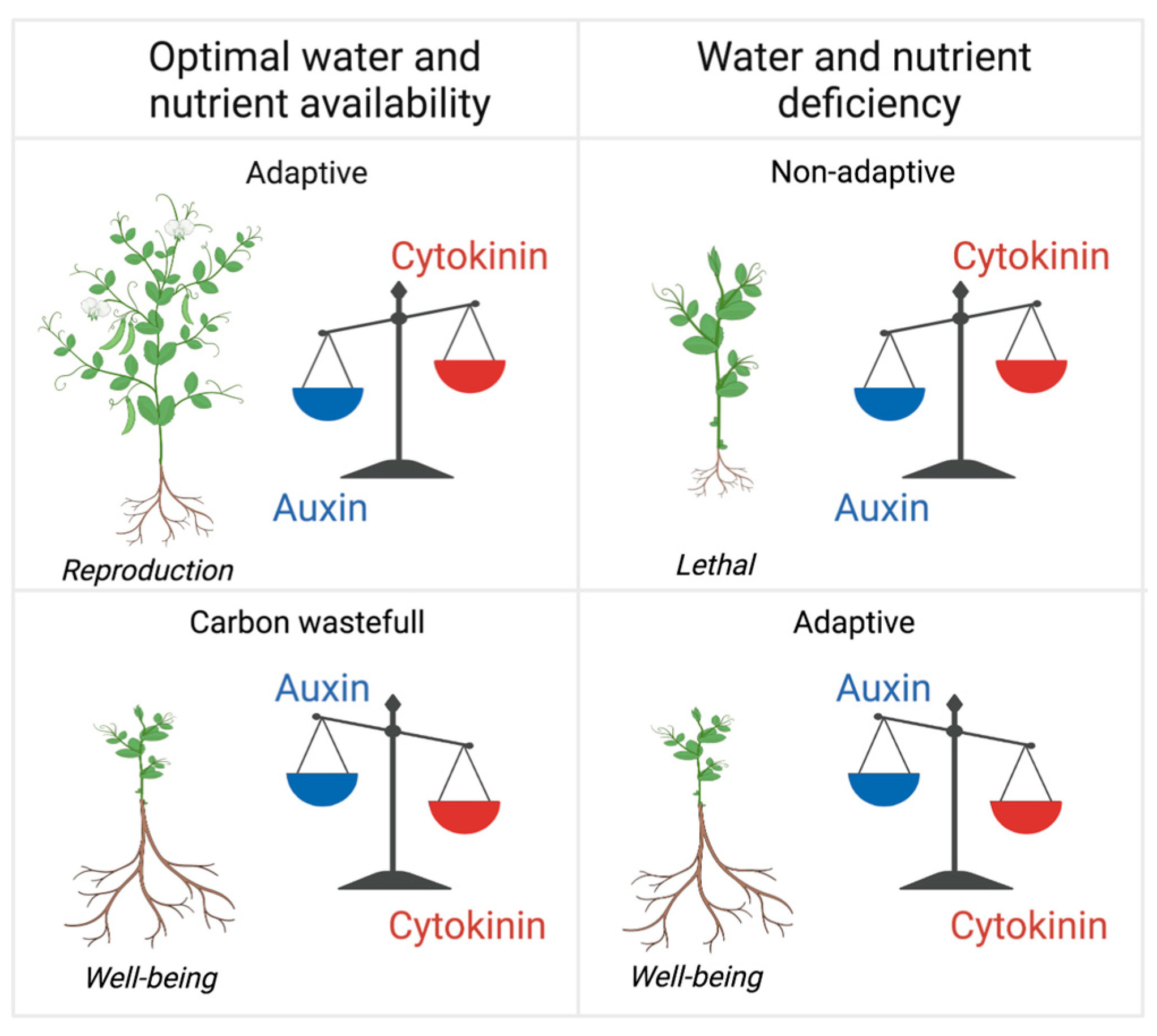 Cytokinins In Plants cytokinins-in-plants