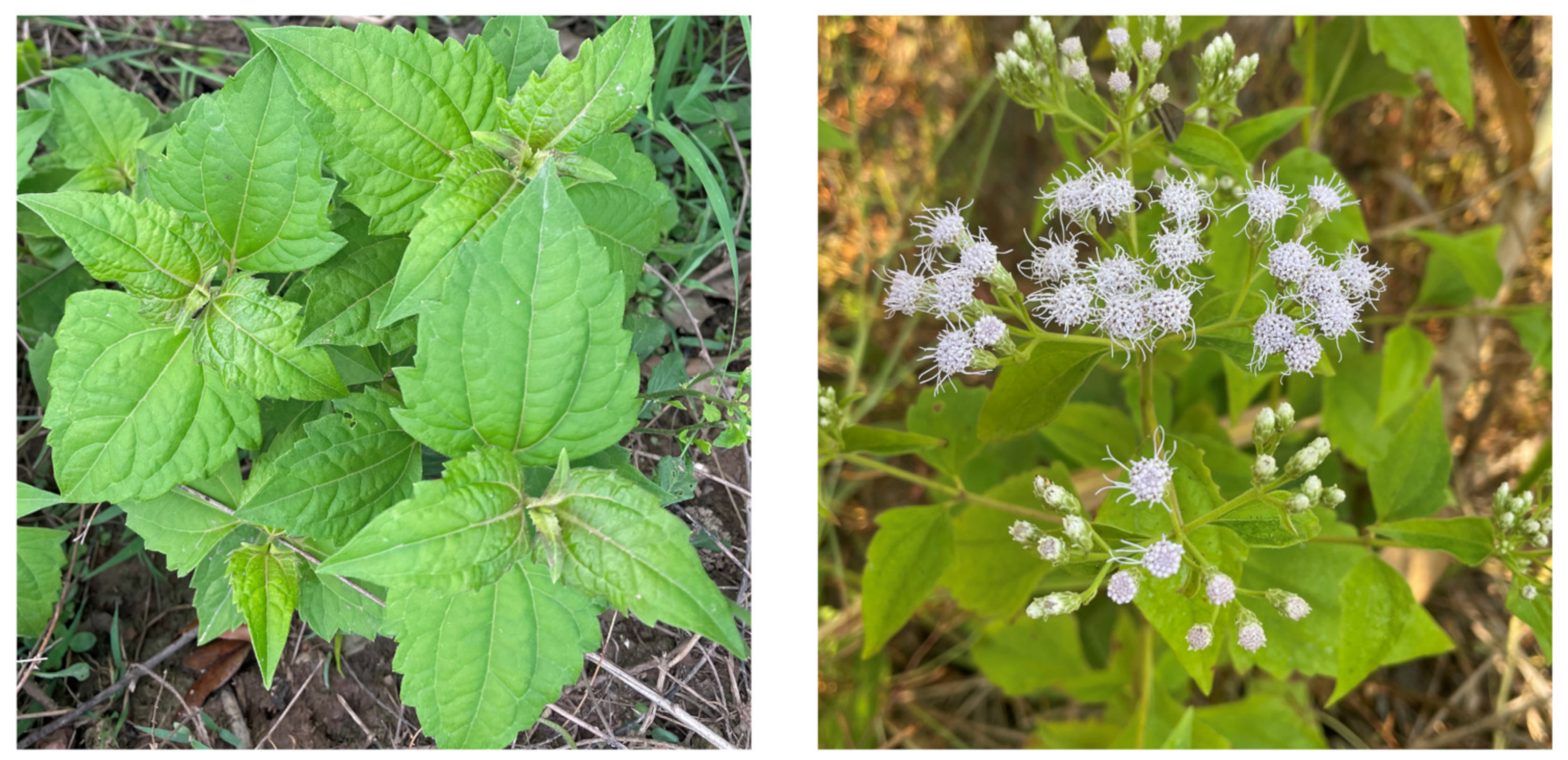 Plants 12 00521 g001 Plants 12 00521 g001