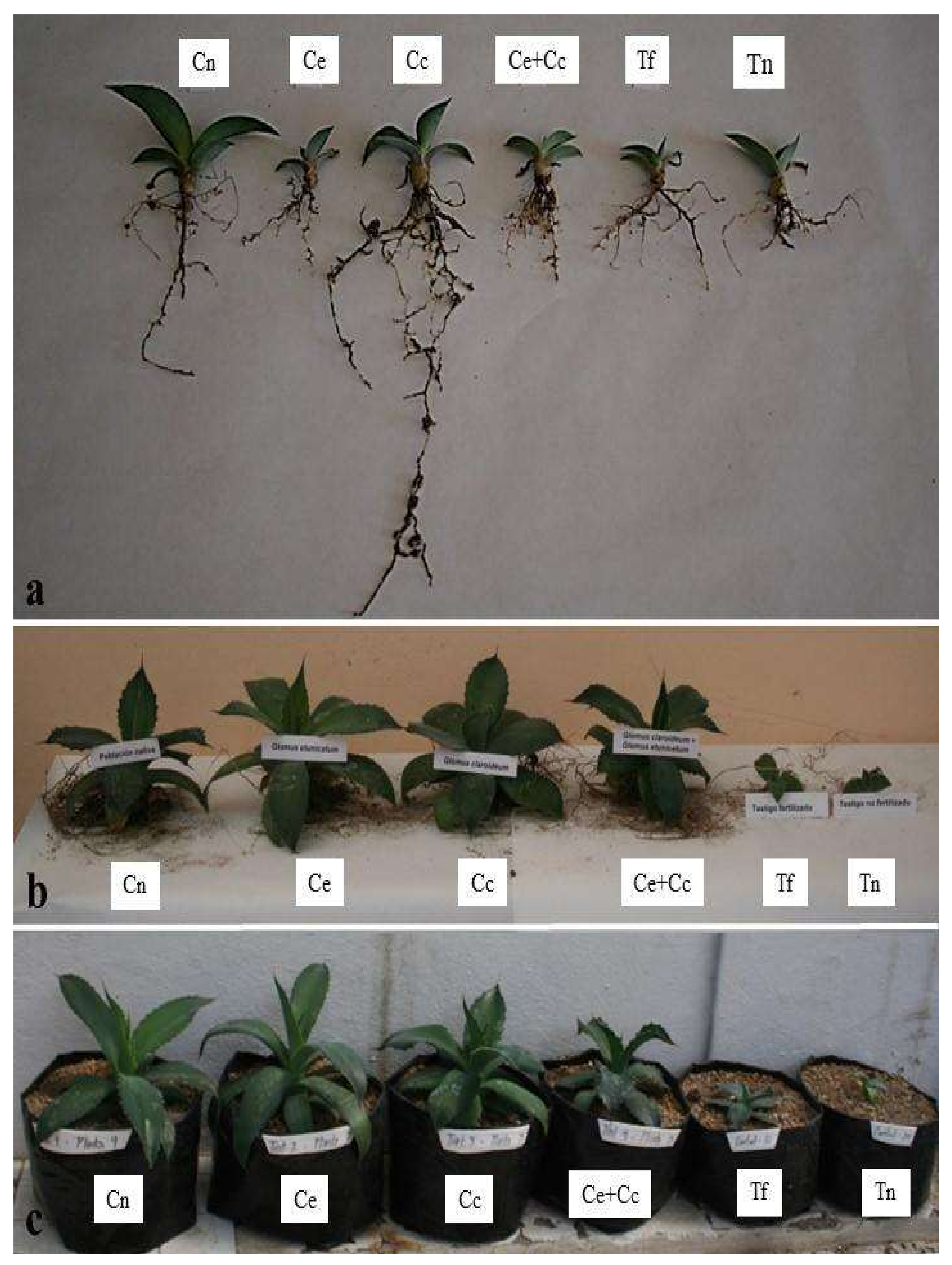 Plants 12 00535 g004 Plants 12 00535 g004