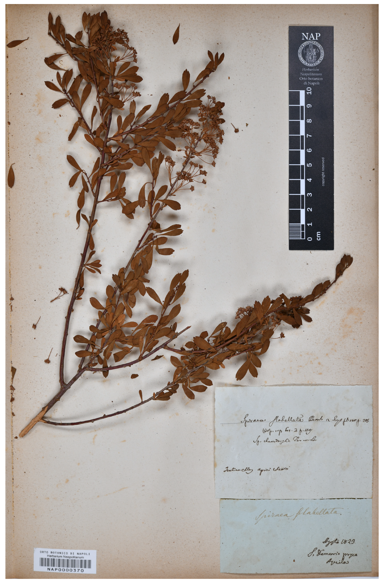 Plants 12 00536 g001 Plants 12 00536 g001