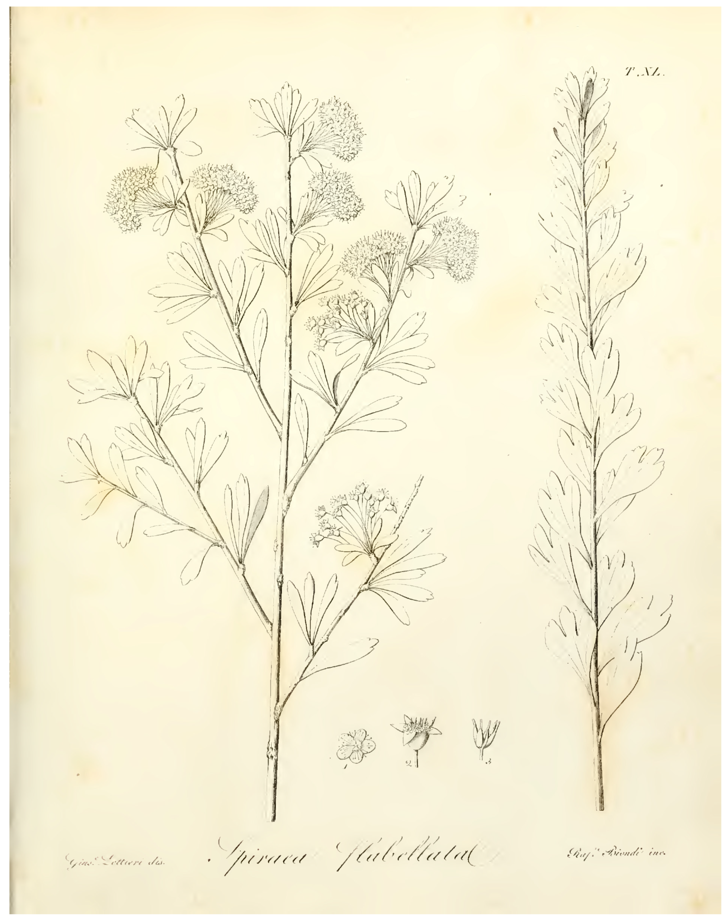 Plants 12 00536 g002 Plants 12 00536 g002