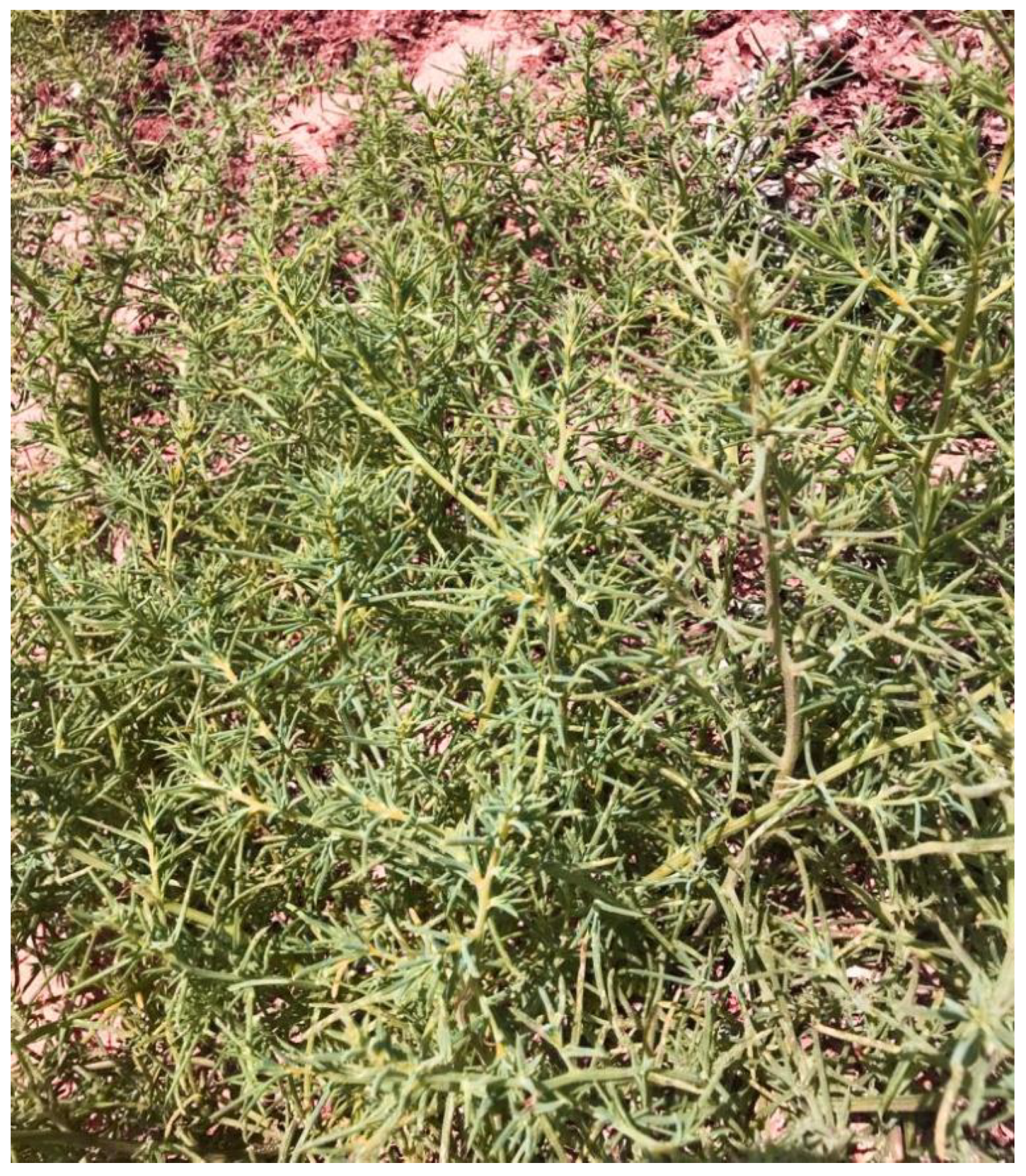 Plants 12 00549 g008