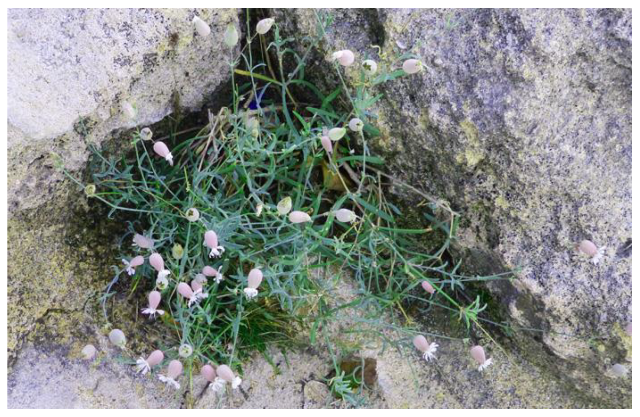 Plants 12 00549 g012