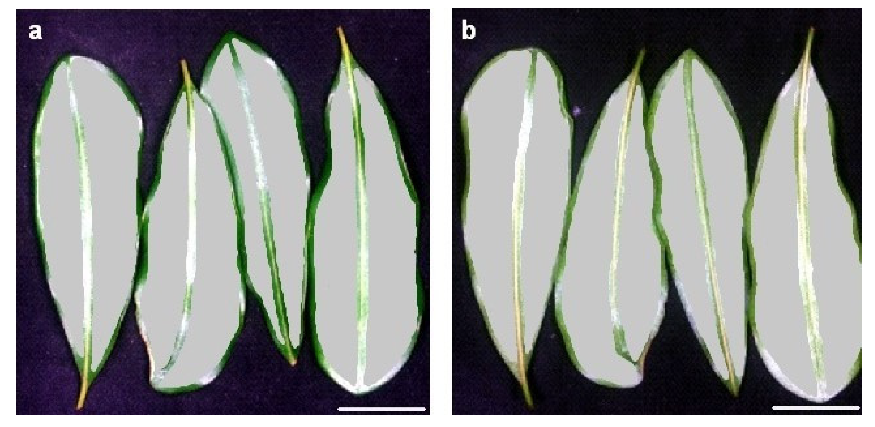 Plants 12 00558 g006