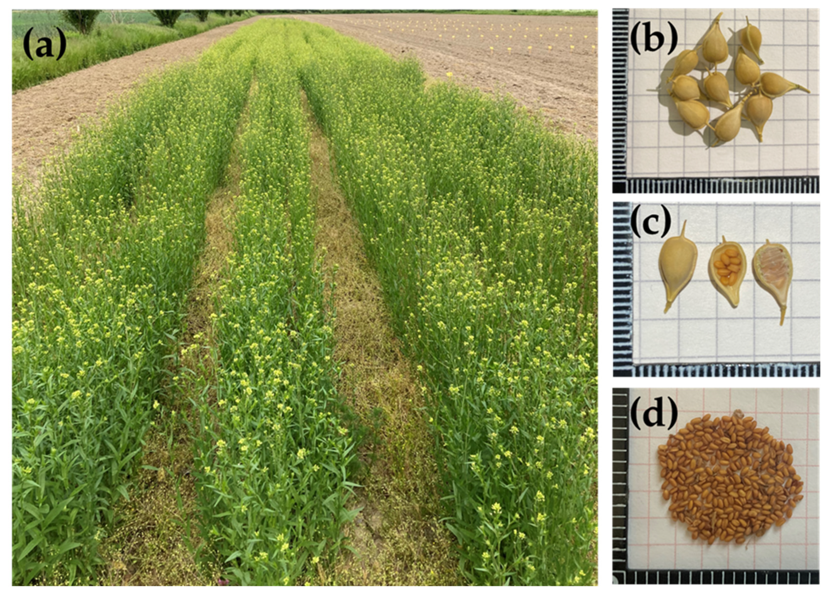 Plants 12 00570 g001 Plants 12 00570 g001