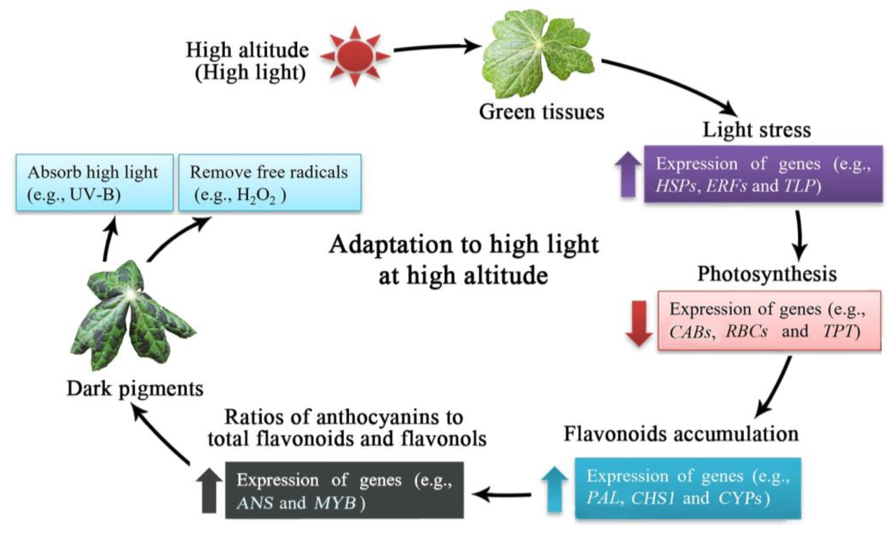Plants 12 00575 g006