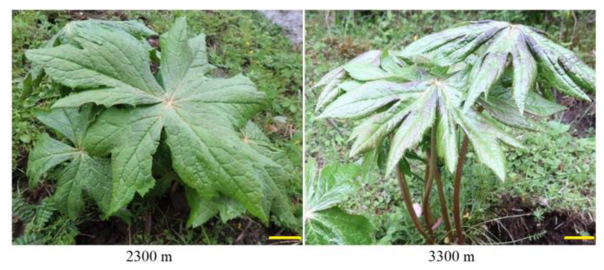 Plants 12 00575 g007