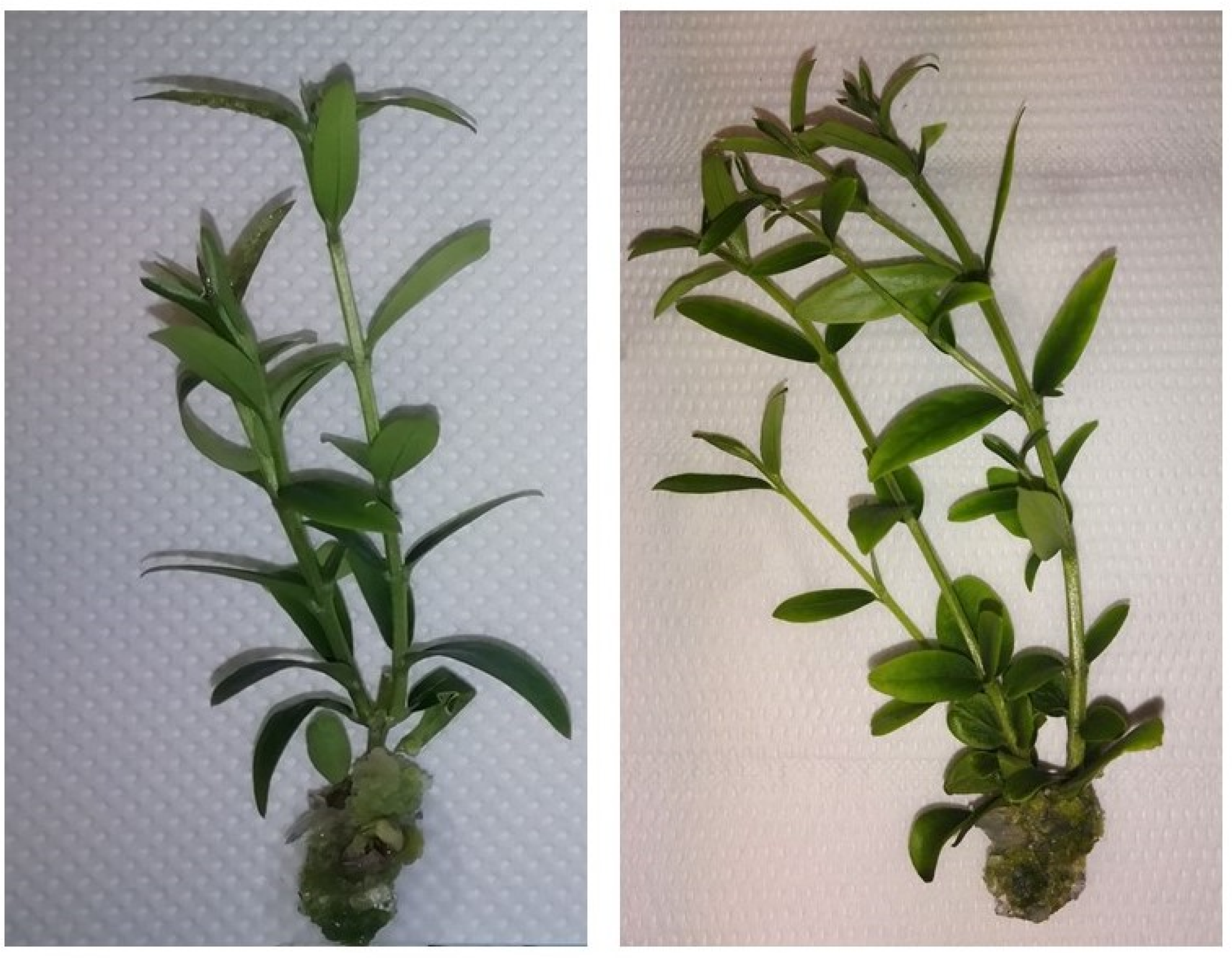 Plants 12 00576 g002