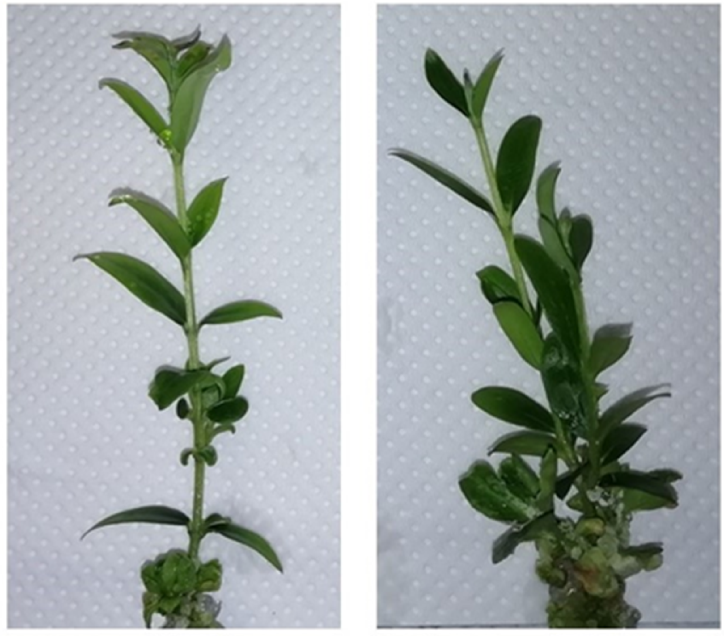 Plants 12 00576 g003