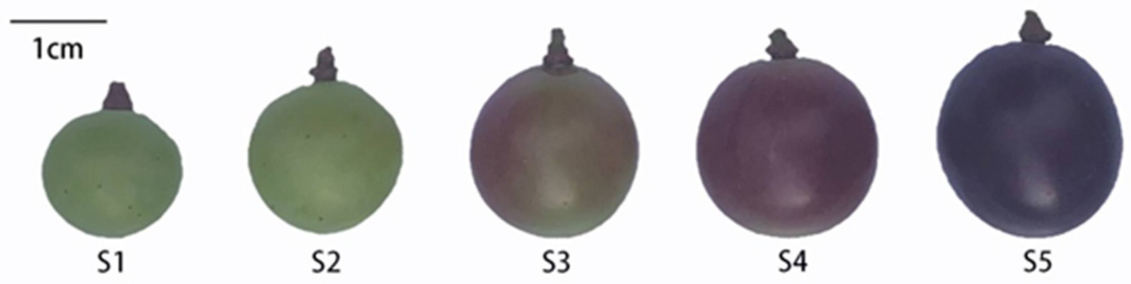 Plants 12 00578 g006