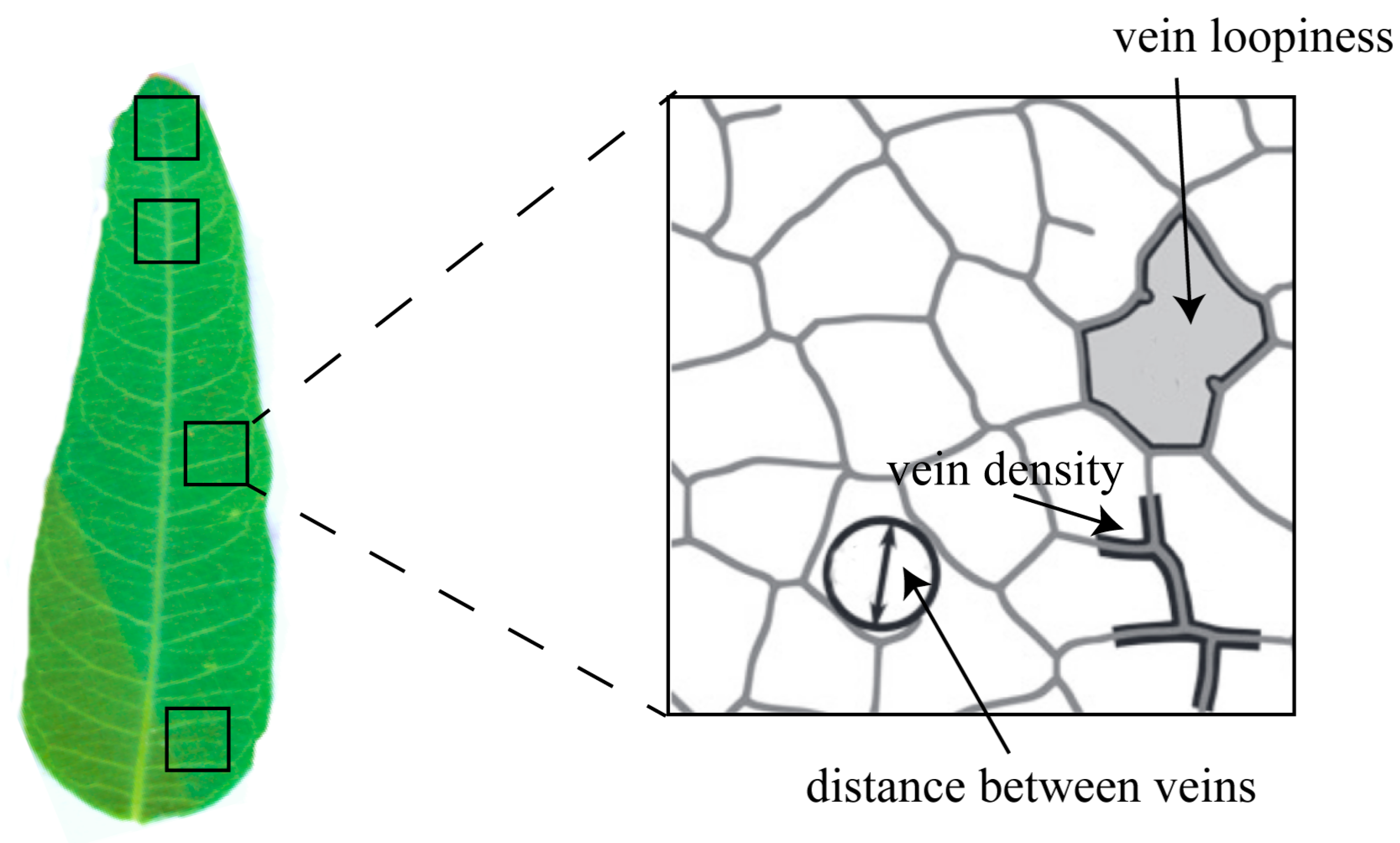 Plants 12 00581 g007 Plants 12 00581 g007