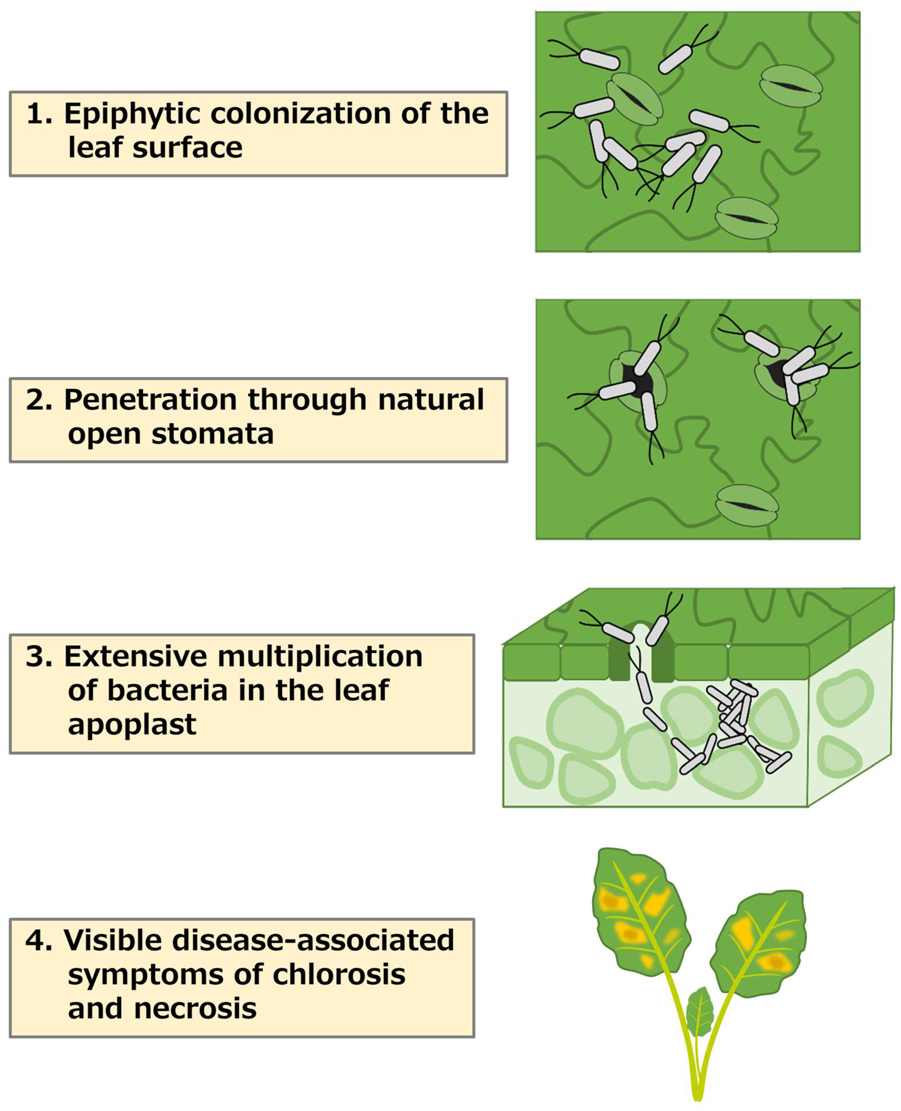 Plants 12 00590 g001 Plants 12 00590 g001