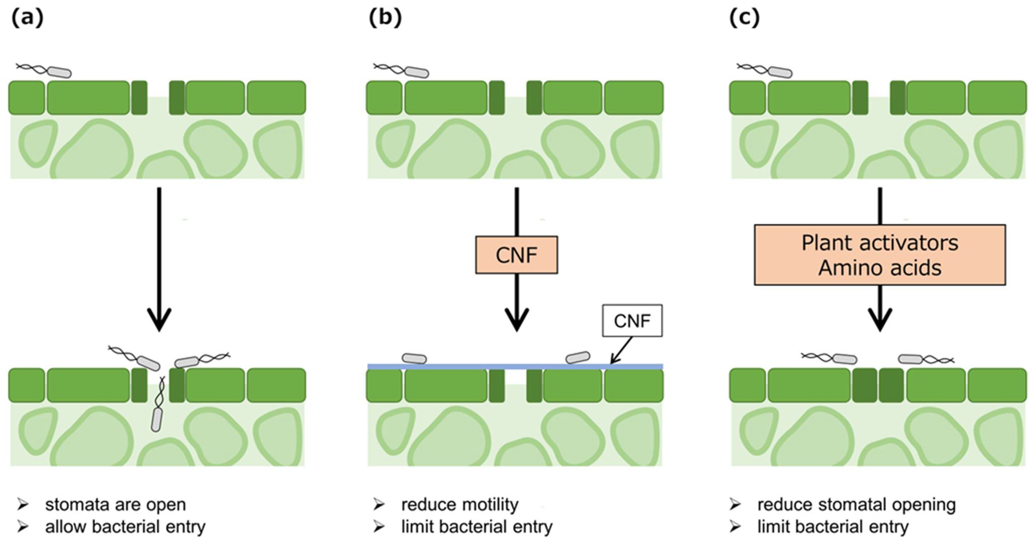 Plants 12 00590 g002 Plants 12 00590 g002