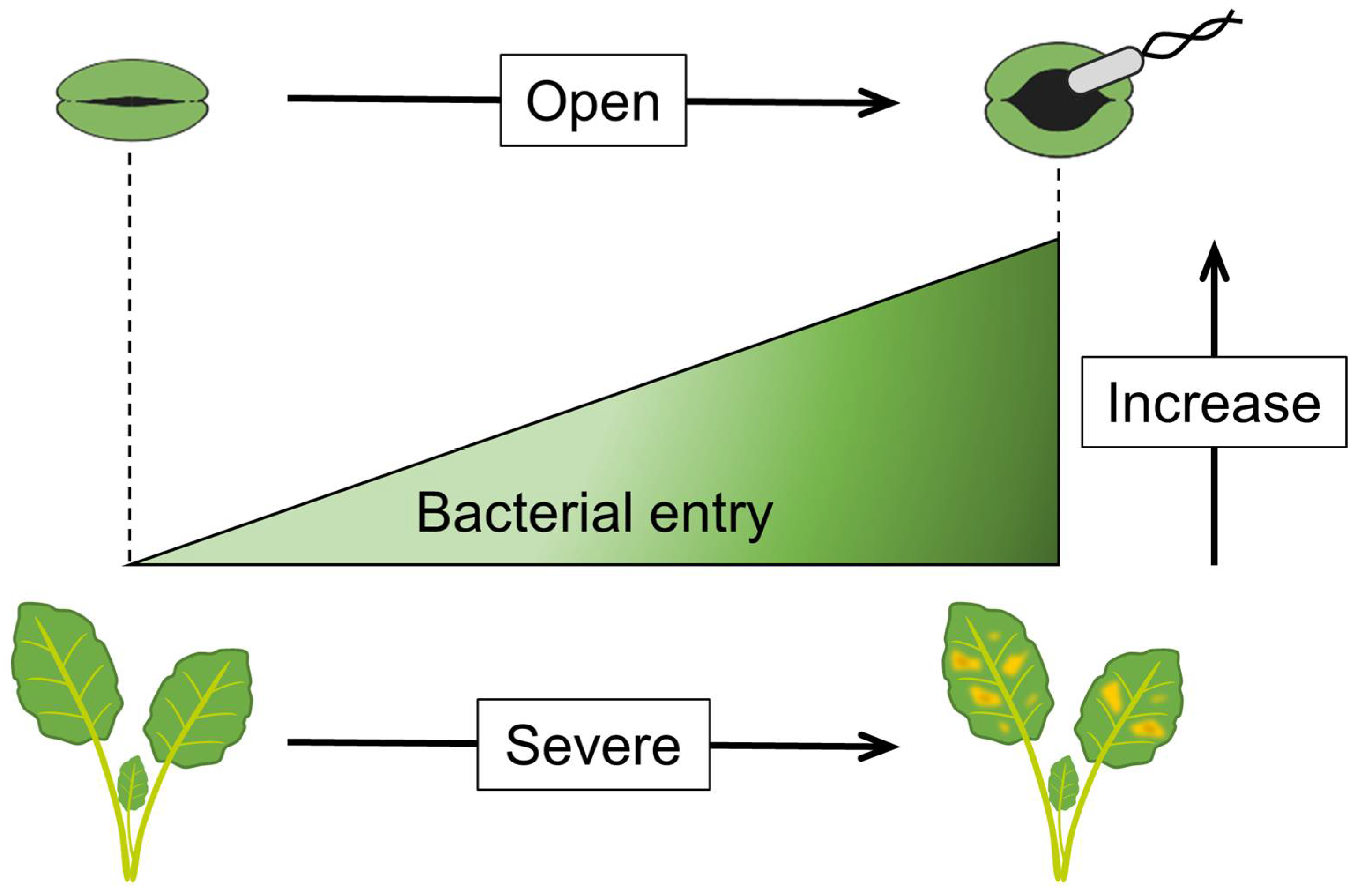 Plants 12 00590 g003 Plants 12 00590 g003