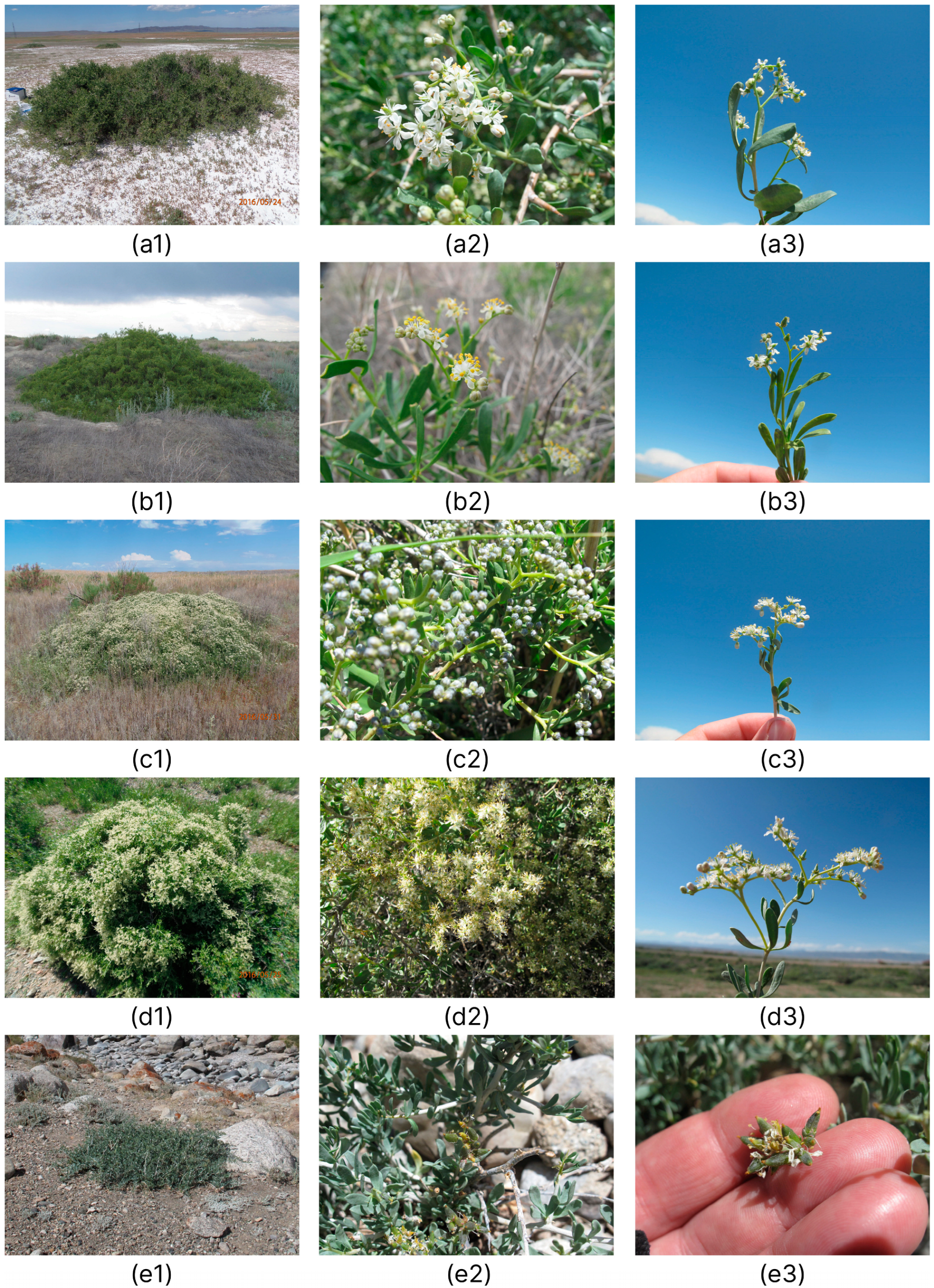 Plants 12 00593 g008