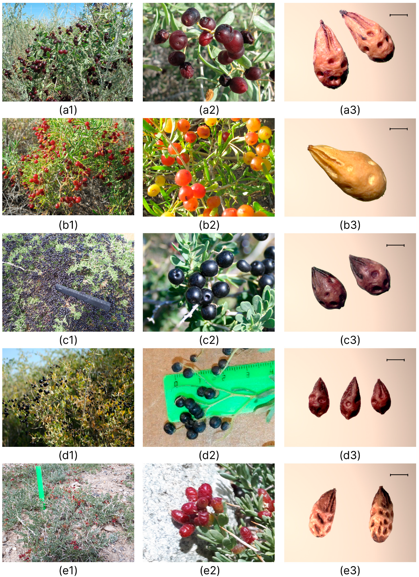 Plants 12 00593 g009