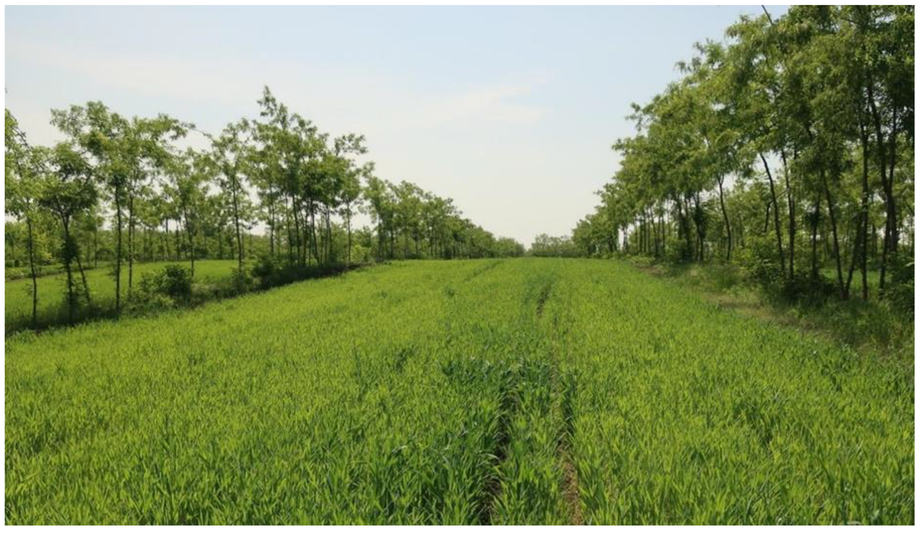 Plants 12 00595 g006 Plants 12 00595 g006