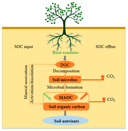 Rhizosphere engineering for soil carbon sequestration: Trends in Plant  Science