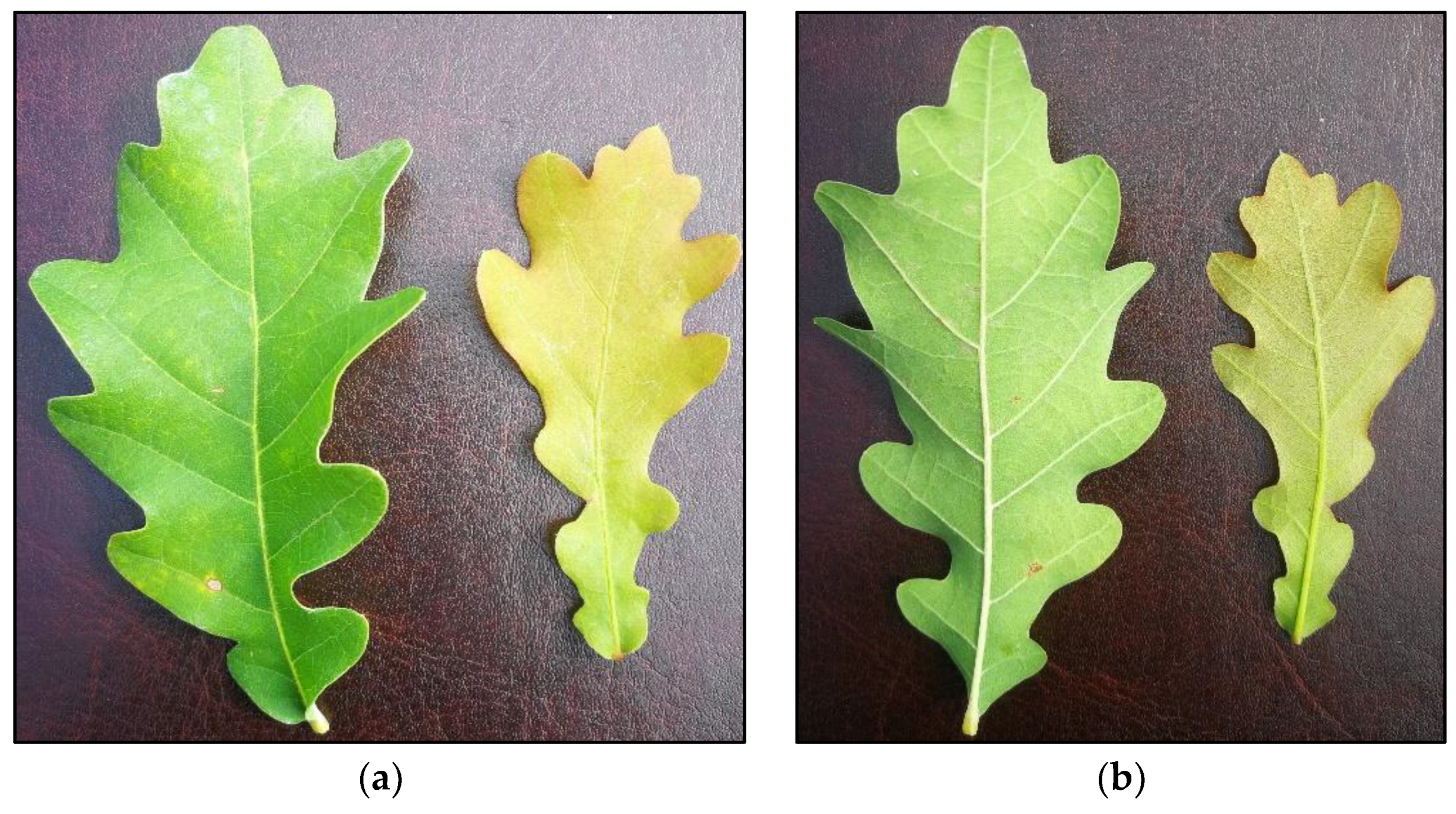 Plants 12 00635 g001 Plants 12 00635 g001