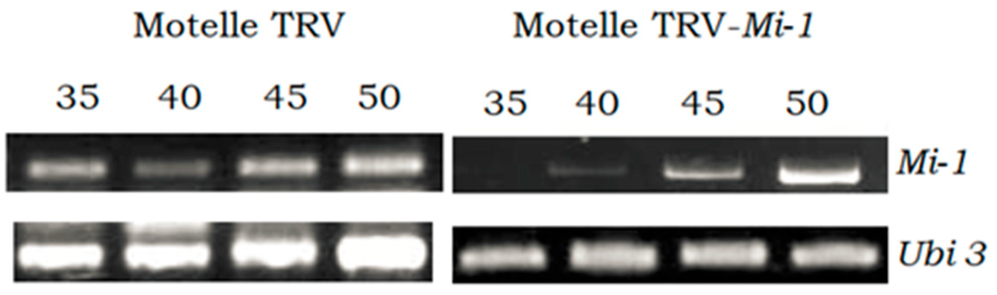 Plants 12 00641 g004