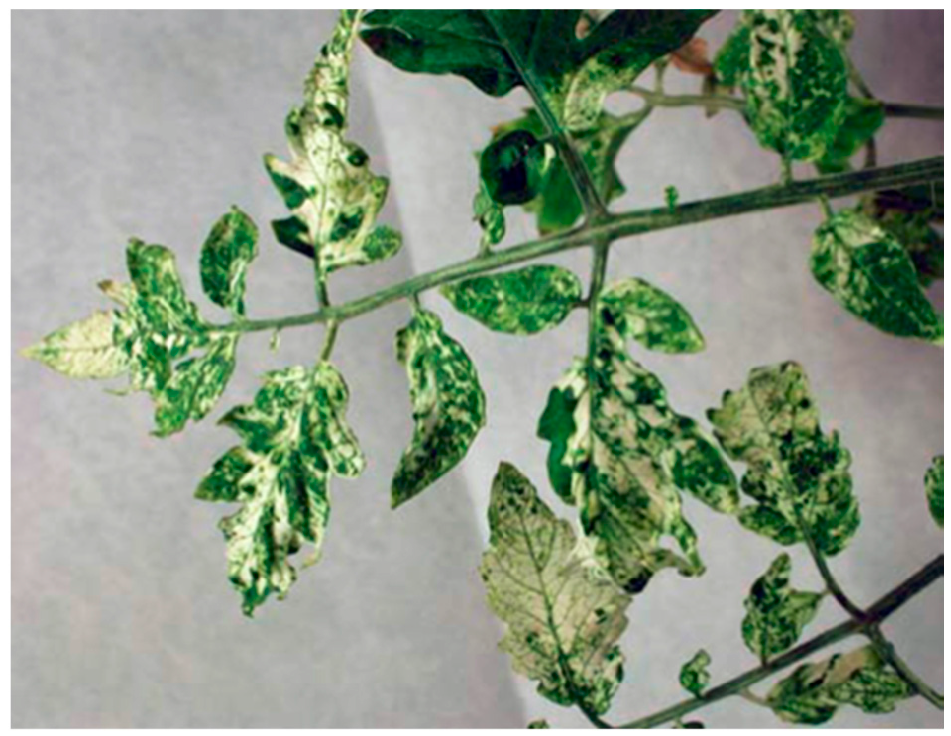 Plants 12 00641 g006