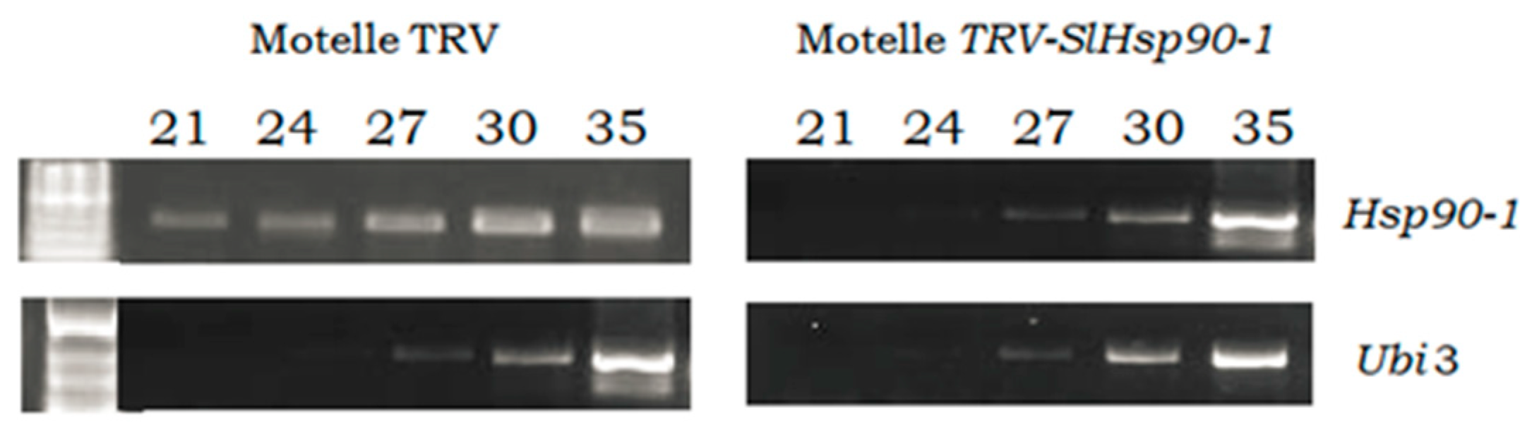 Plants 12 00641 g008