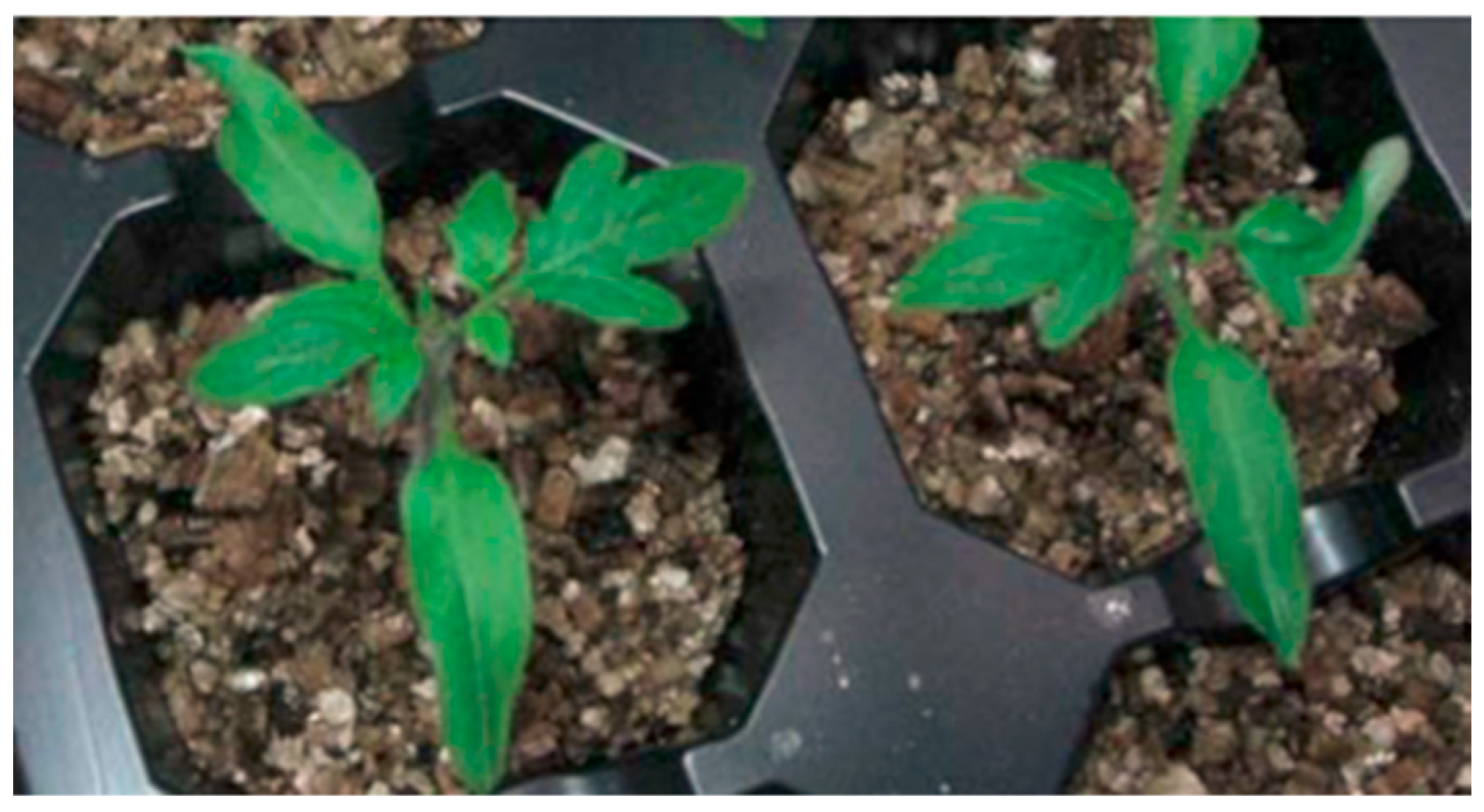 Plants 12 00641 g010