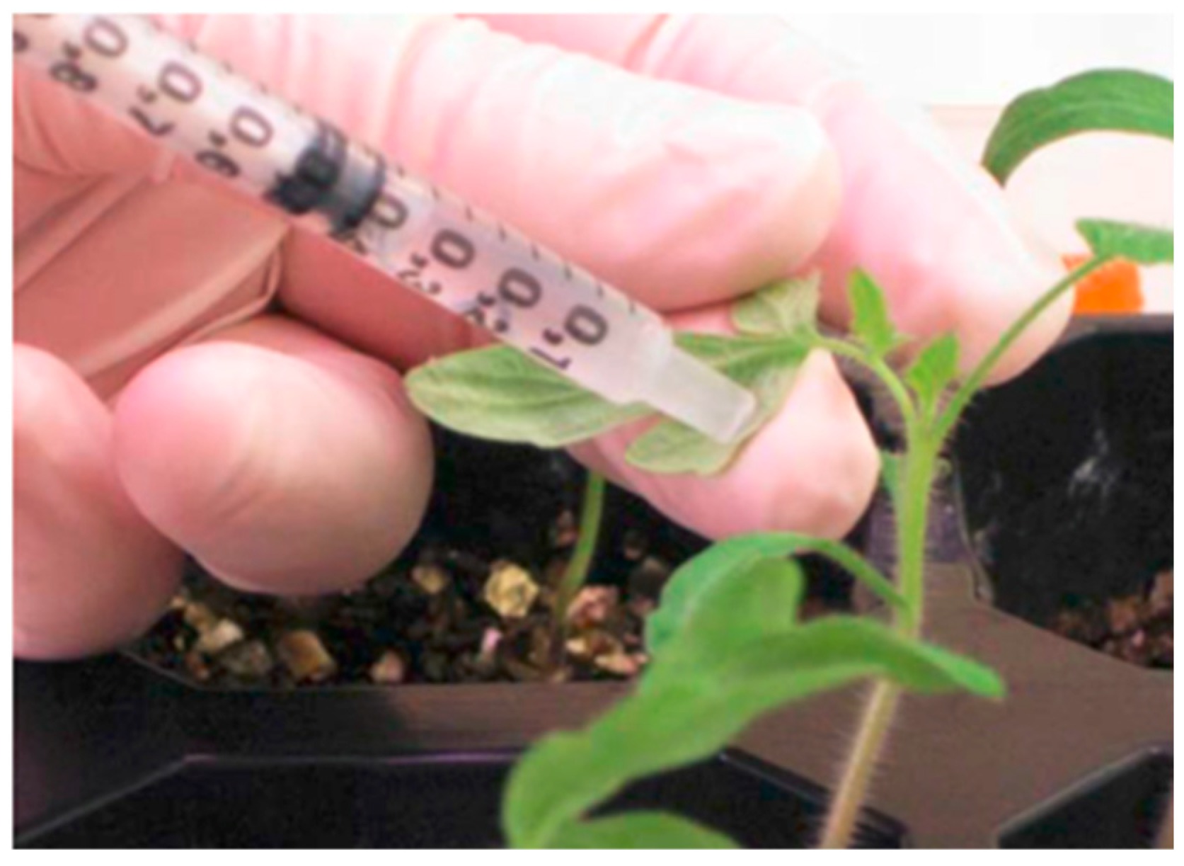 Plants 12 00641 g011