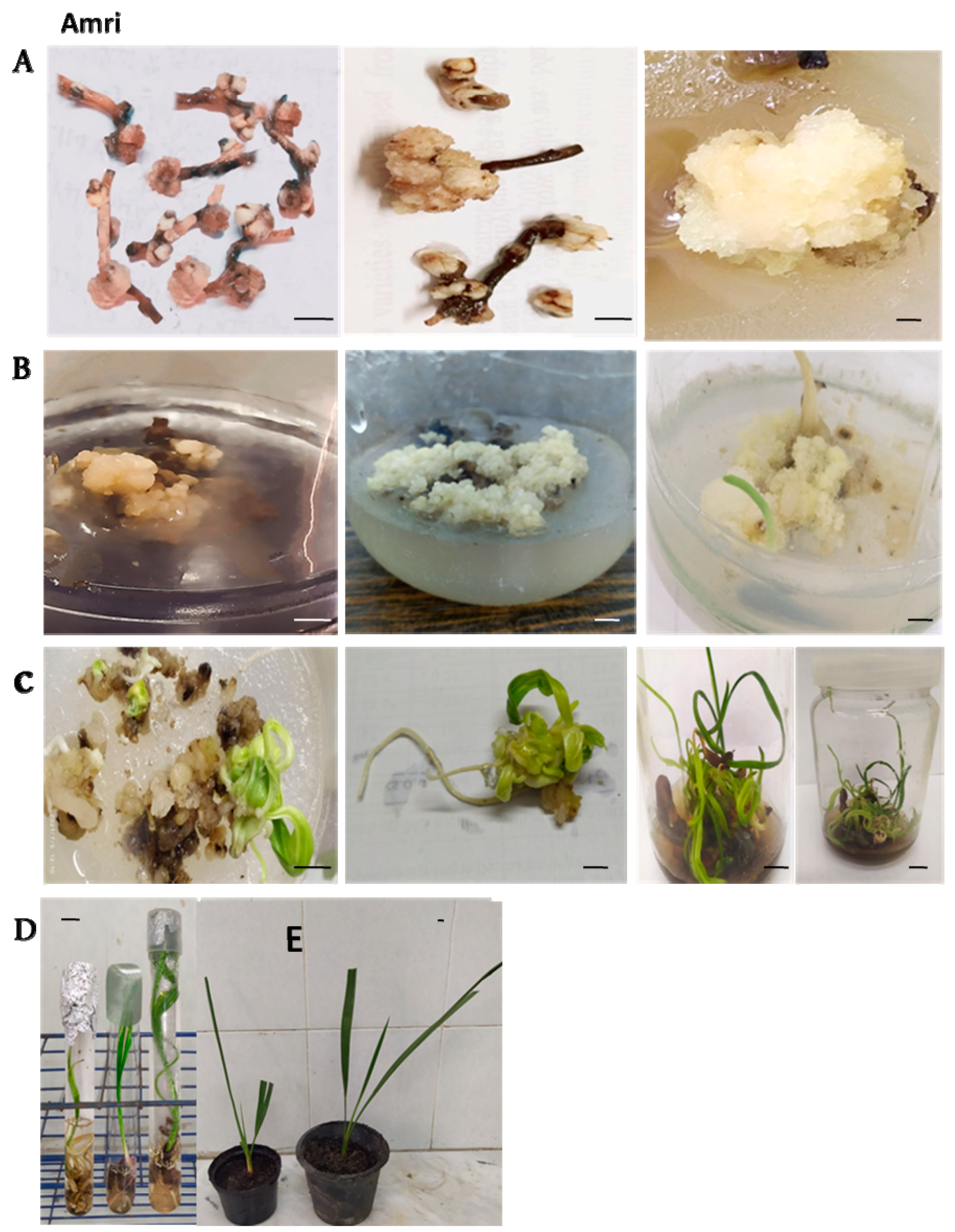 Plants 12 00644 g002 550