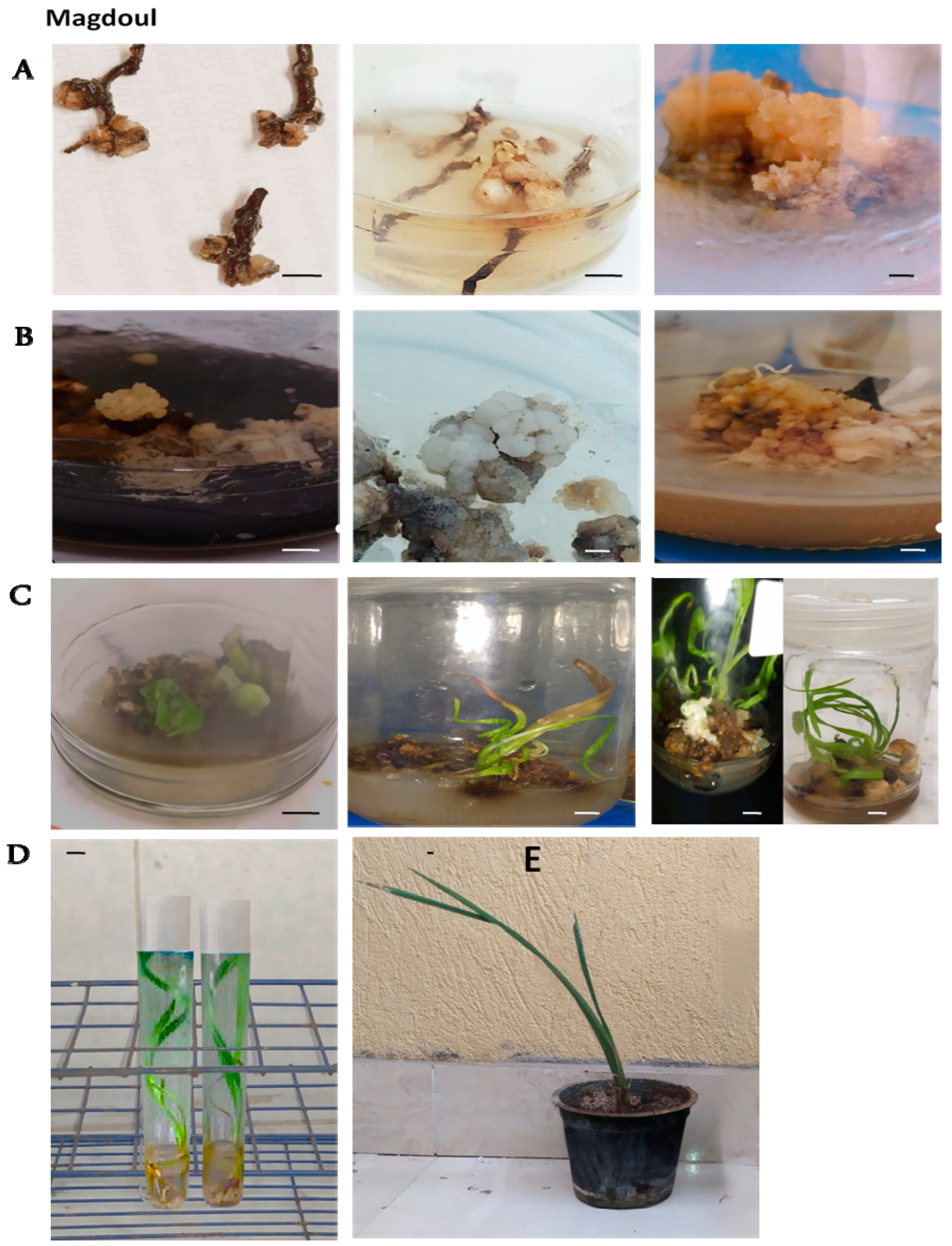 Plants 12 00644 g003 550