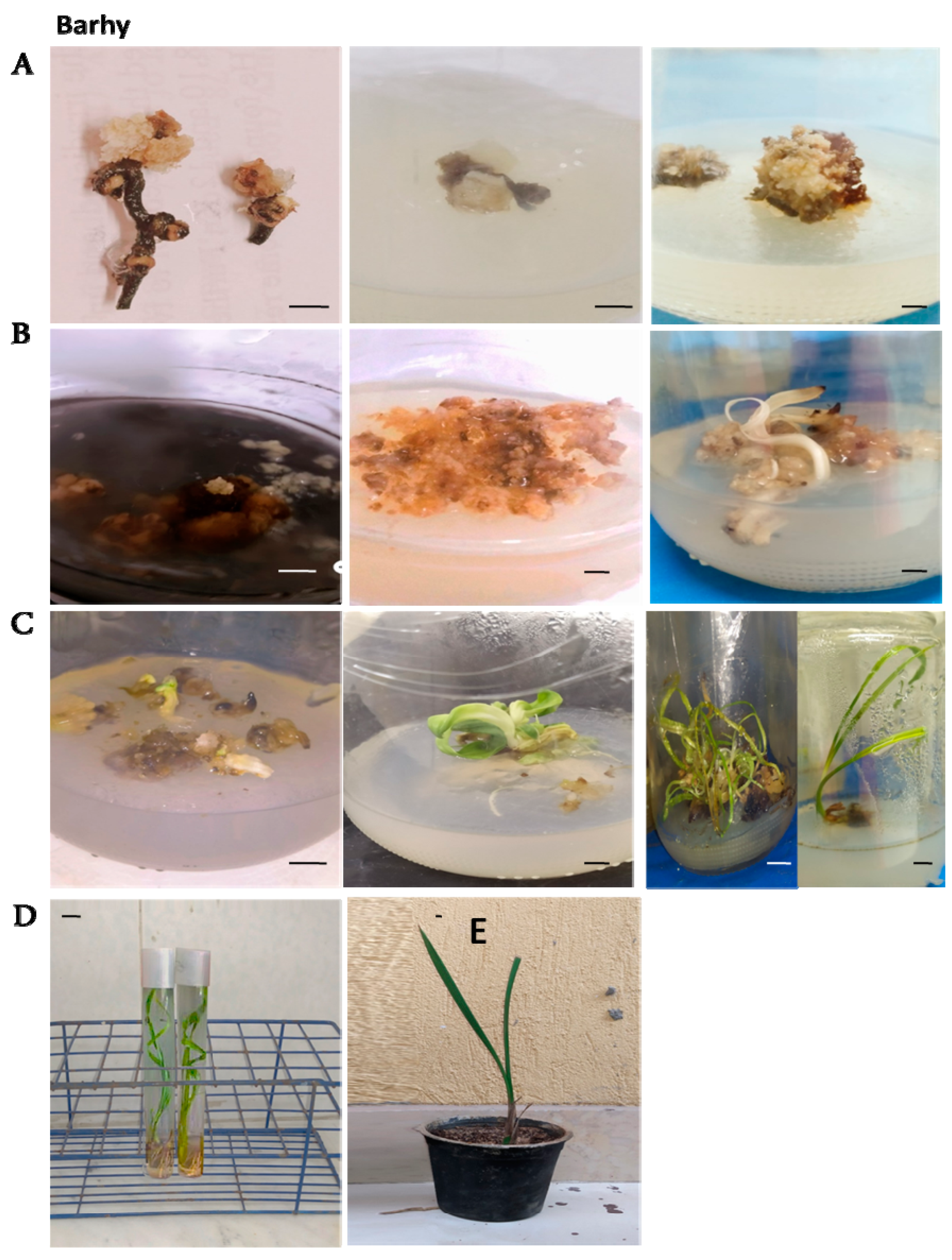 Plants 12 00644 g004 550
