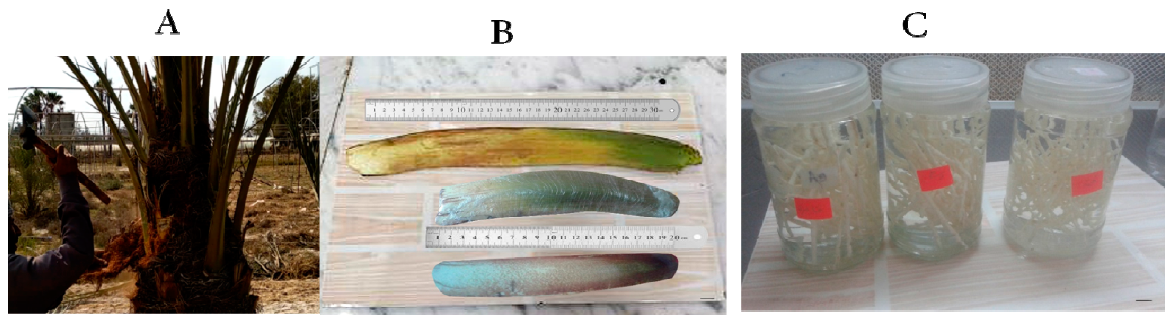 Plants 12 00644 g008 550
