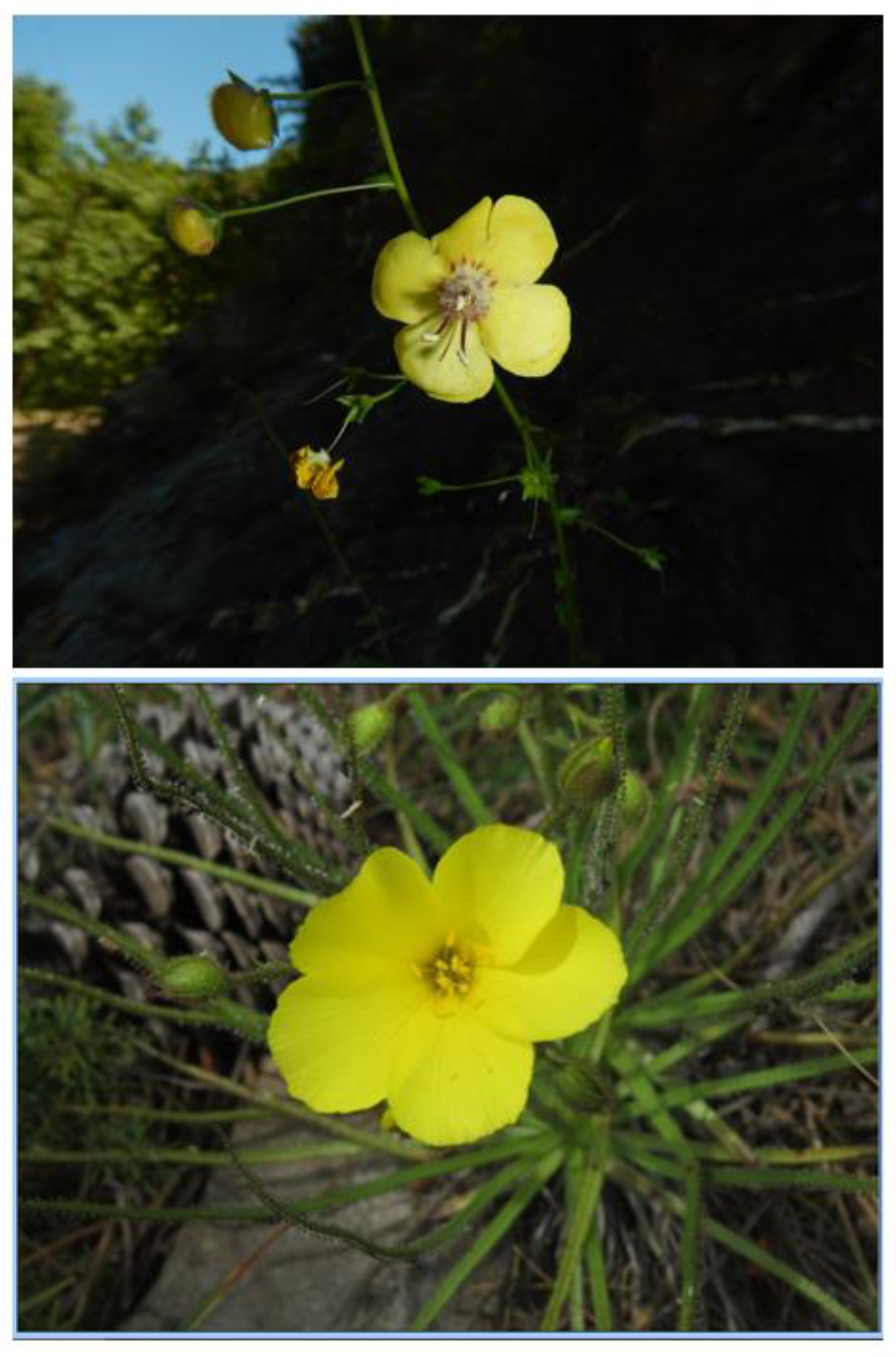 Plants 12 00645 g005 Plants 12 00645 g005