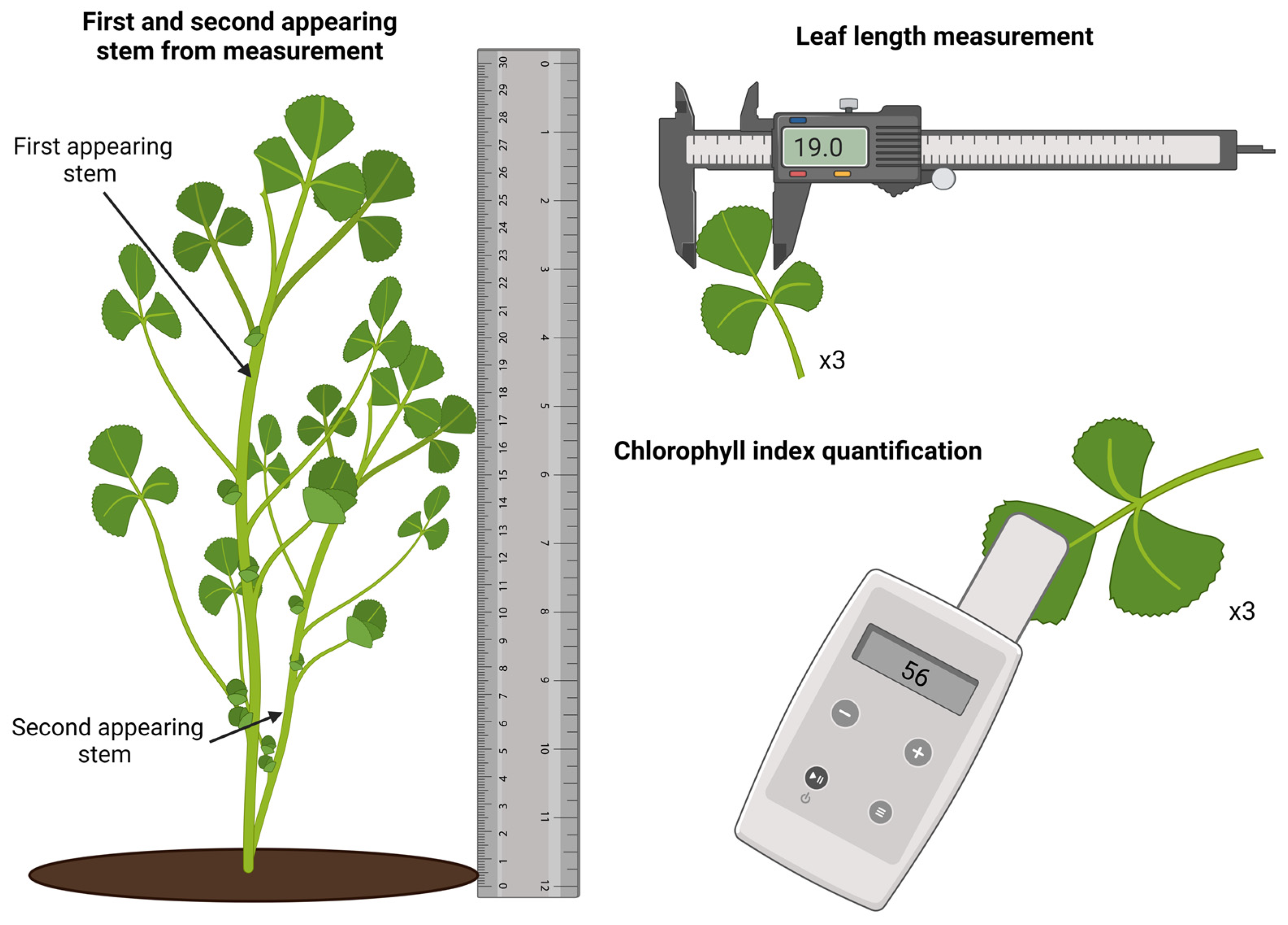 Plants 12 00659 g009 Plants 12 00659 g009