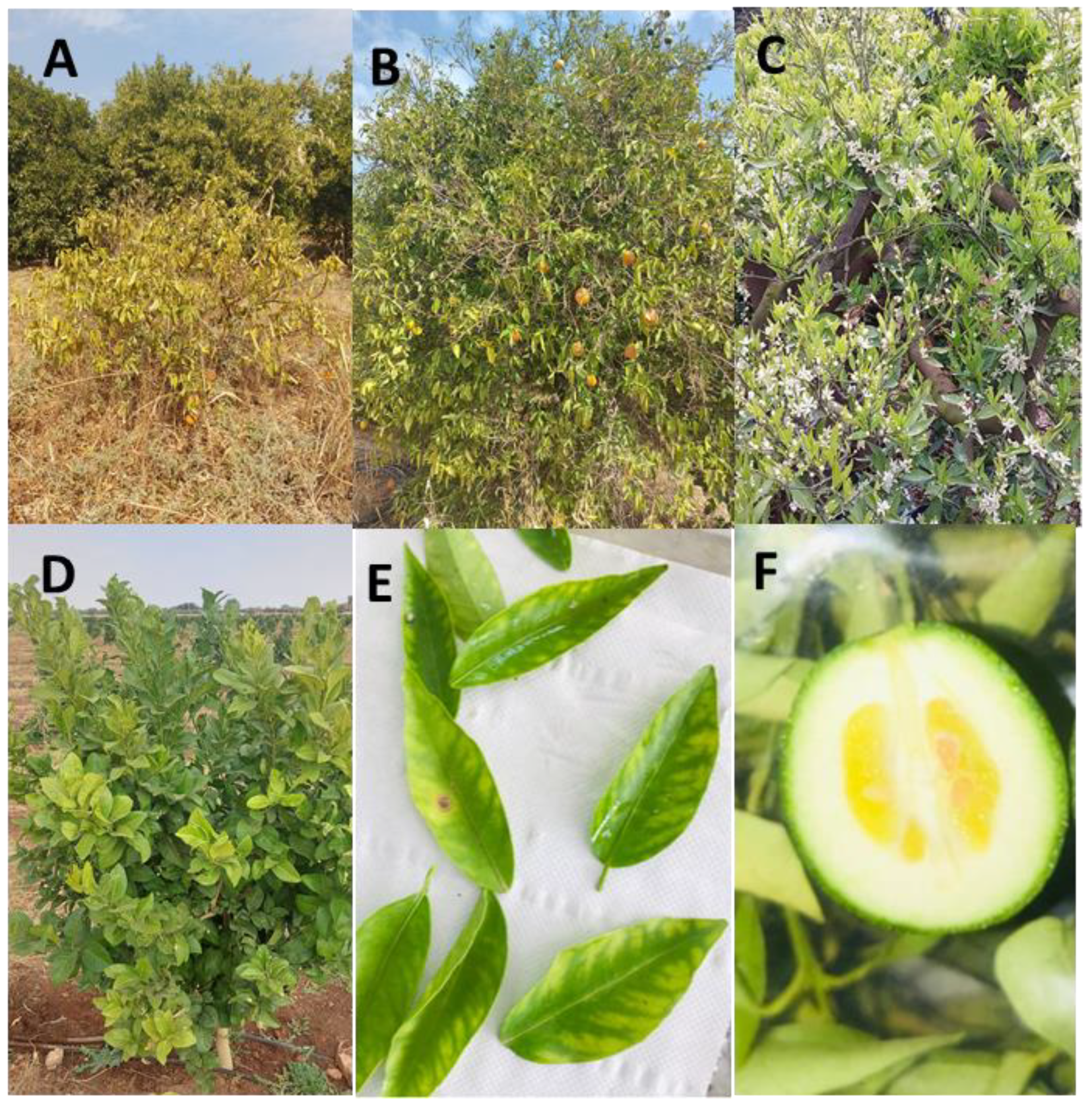 Plants 12 00667 g002 Plants 12 00667 g002