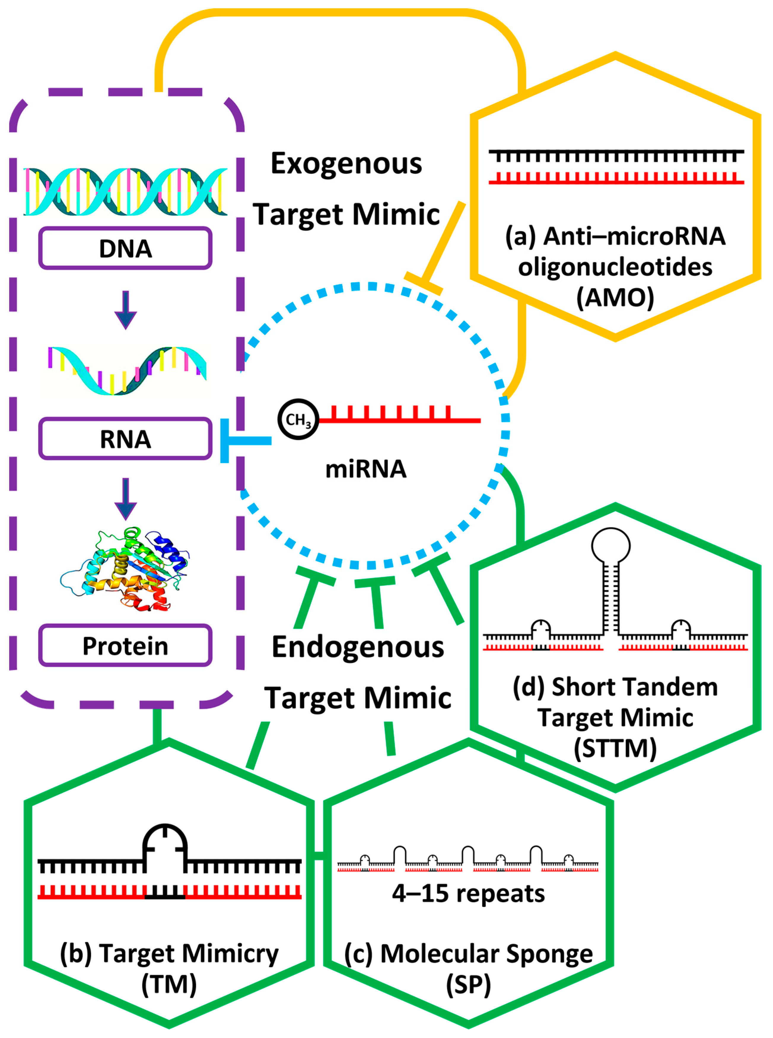 Plants 12 00669 g001 Plants 12 00669 g001