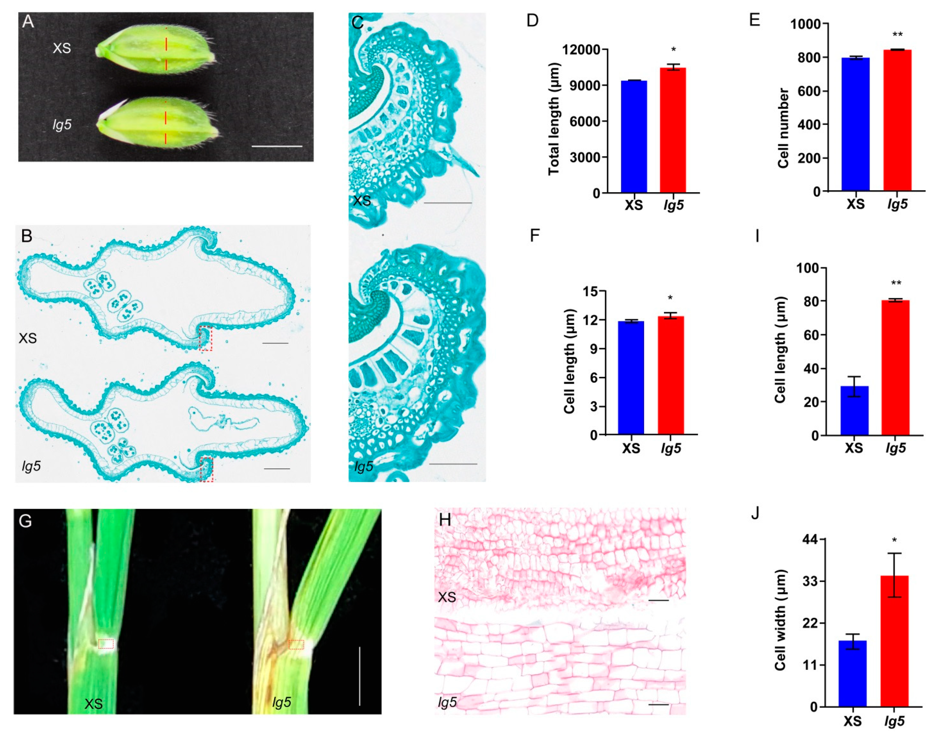 Plants 12 00675 g005 Plants 12 00675 g005