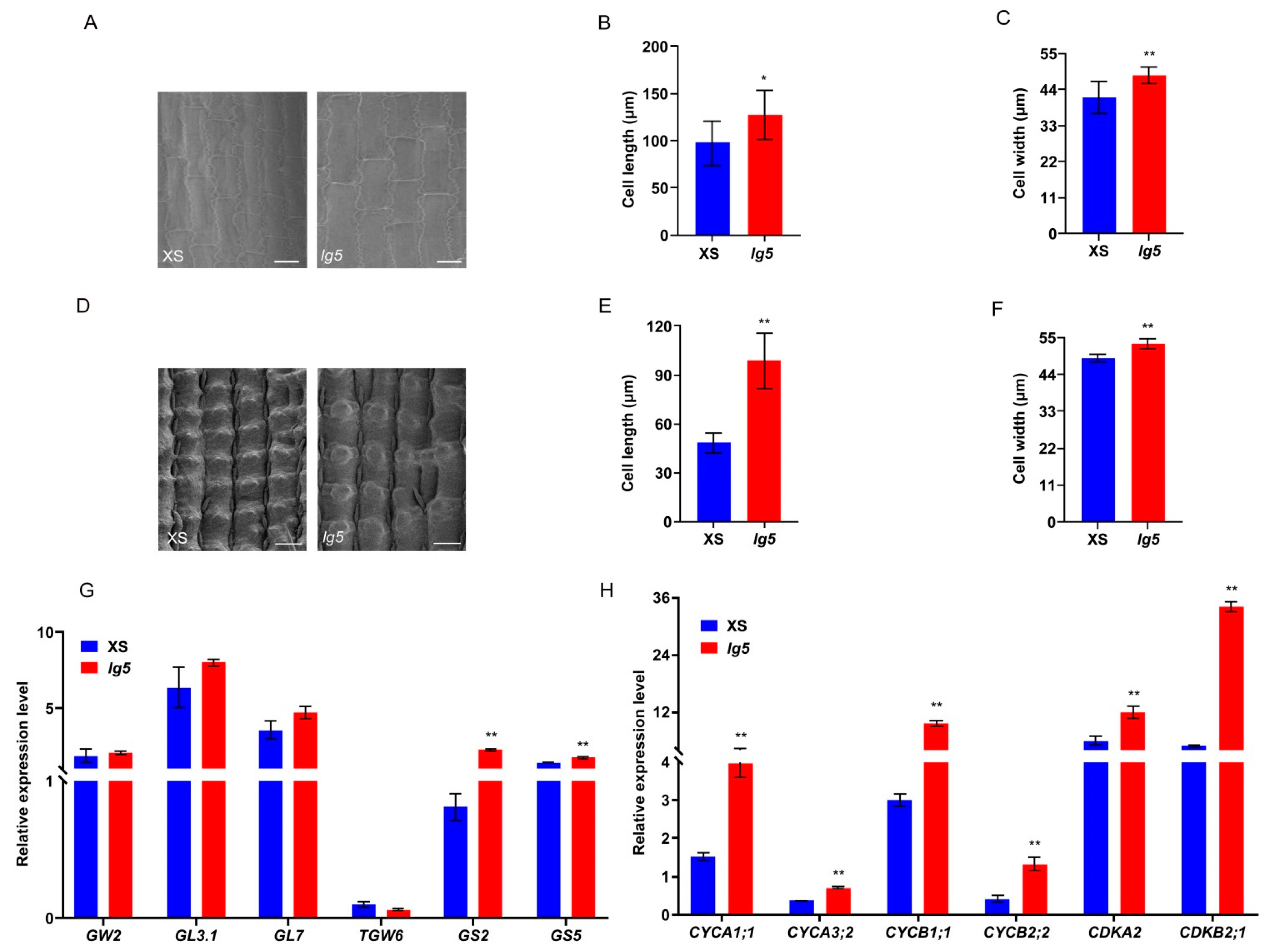 Plants 12 00675 g006 Plants 12 00675 g006