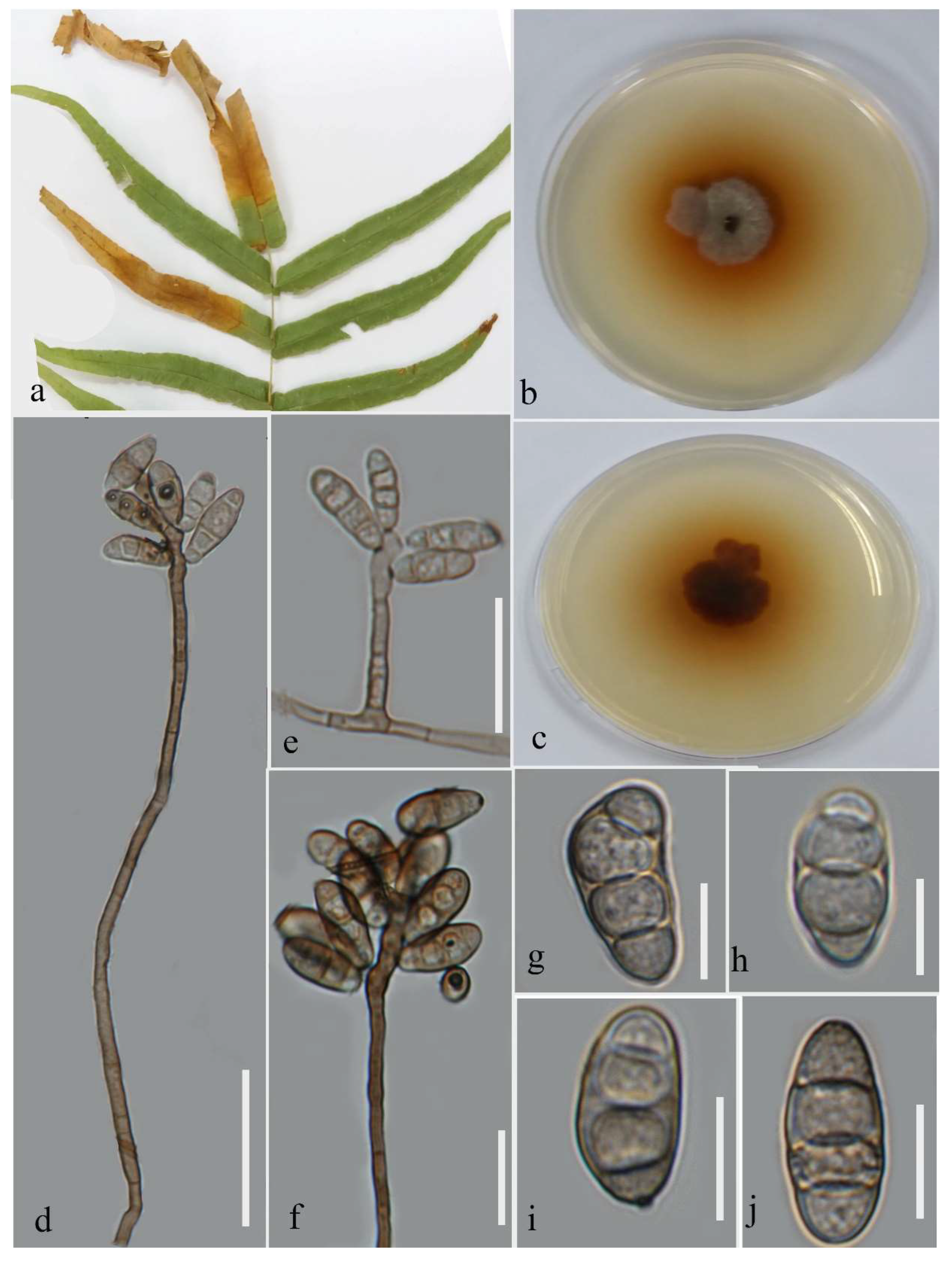 Plants 12 00683 g004