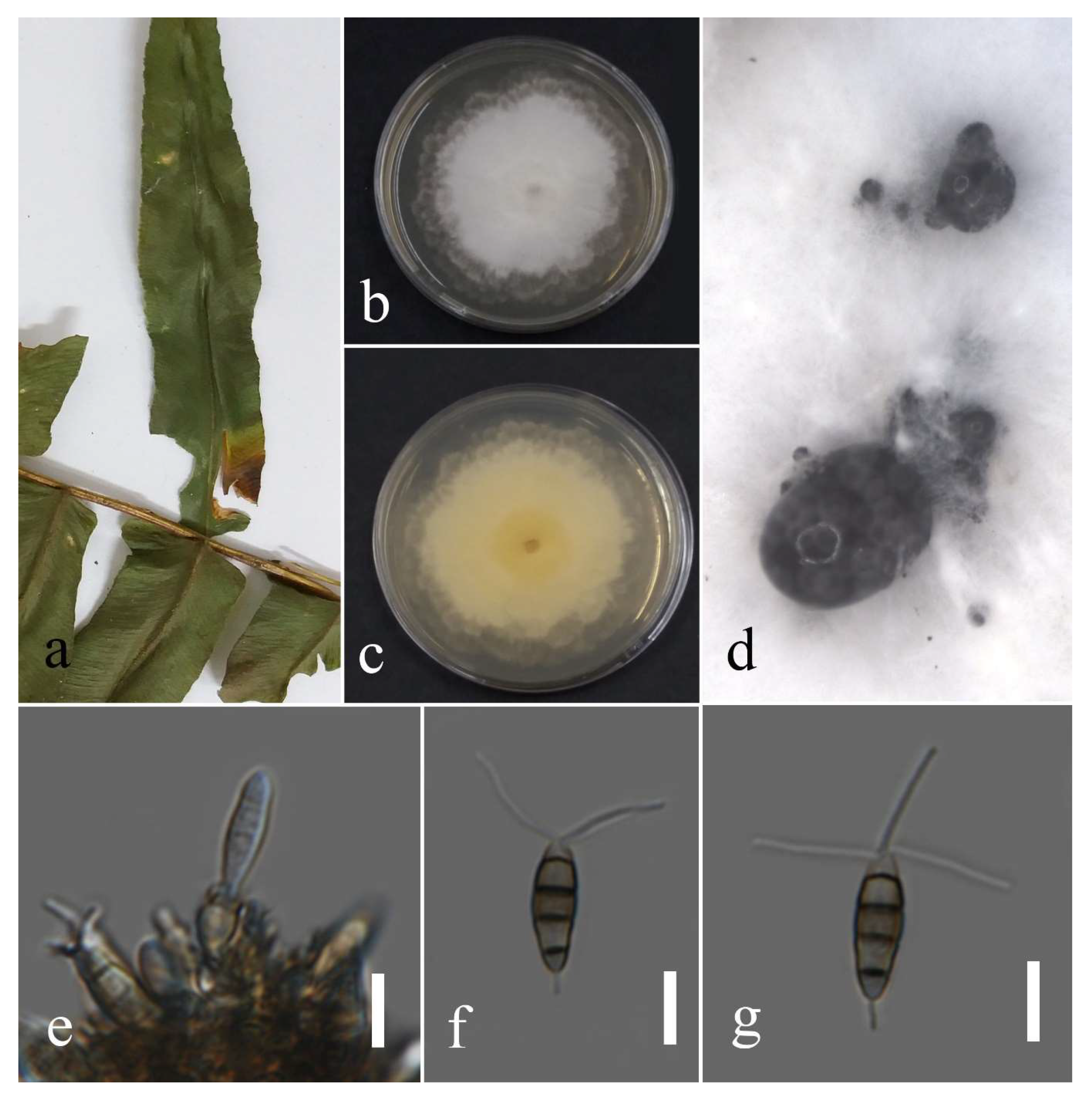 Plants 12 00683 g006