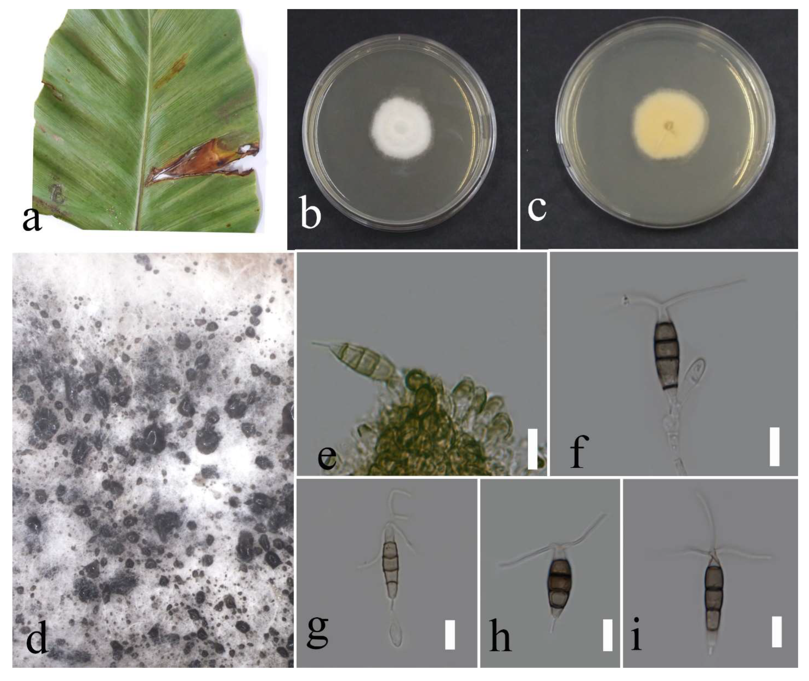 Plants 12 00683 g008