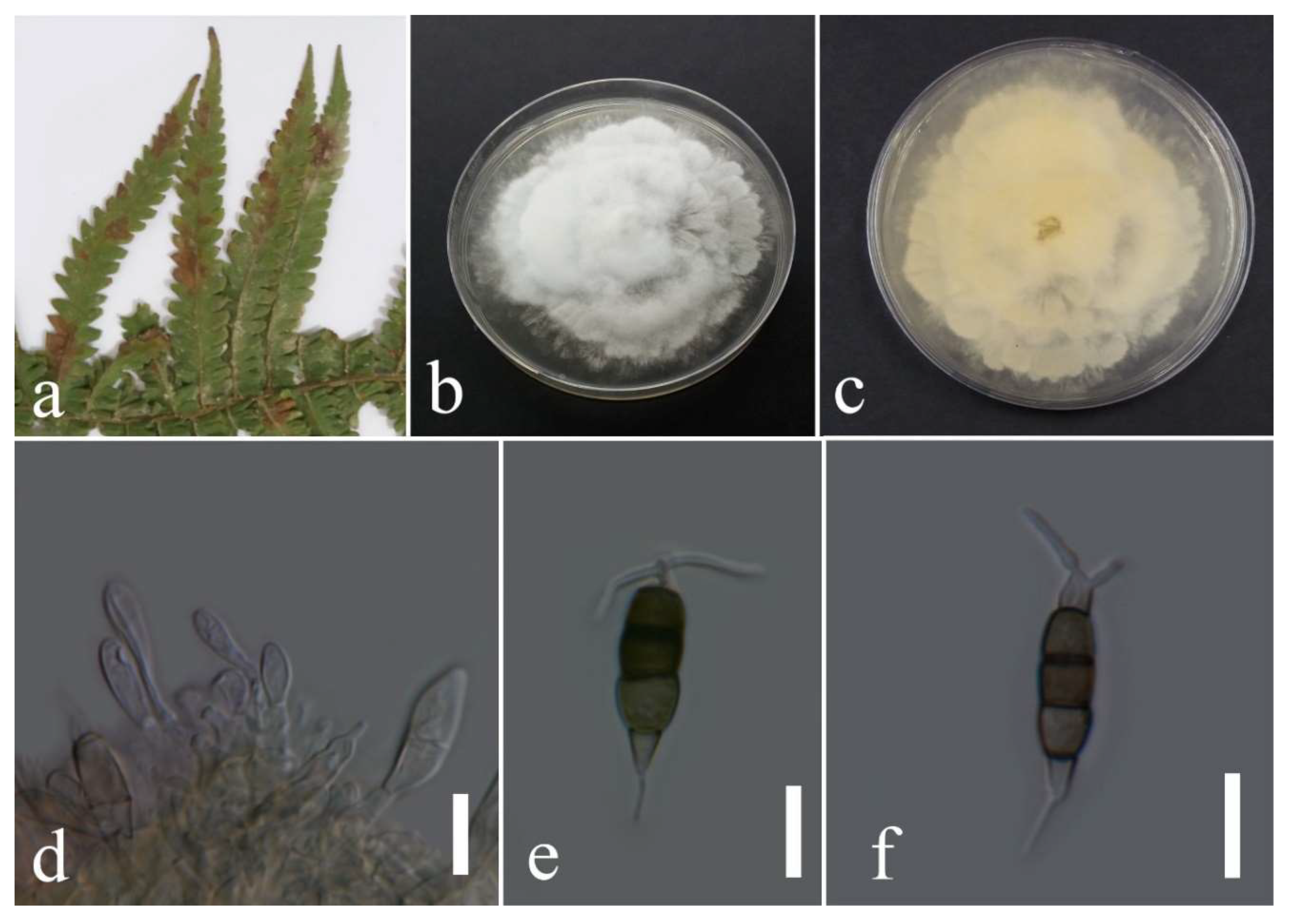 Plants 12 00683 g010