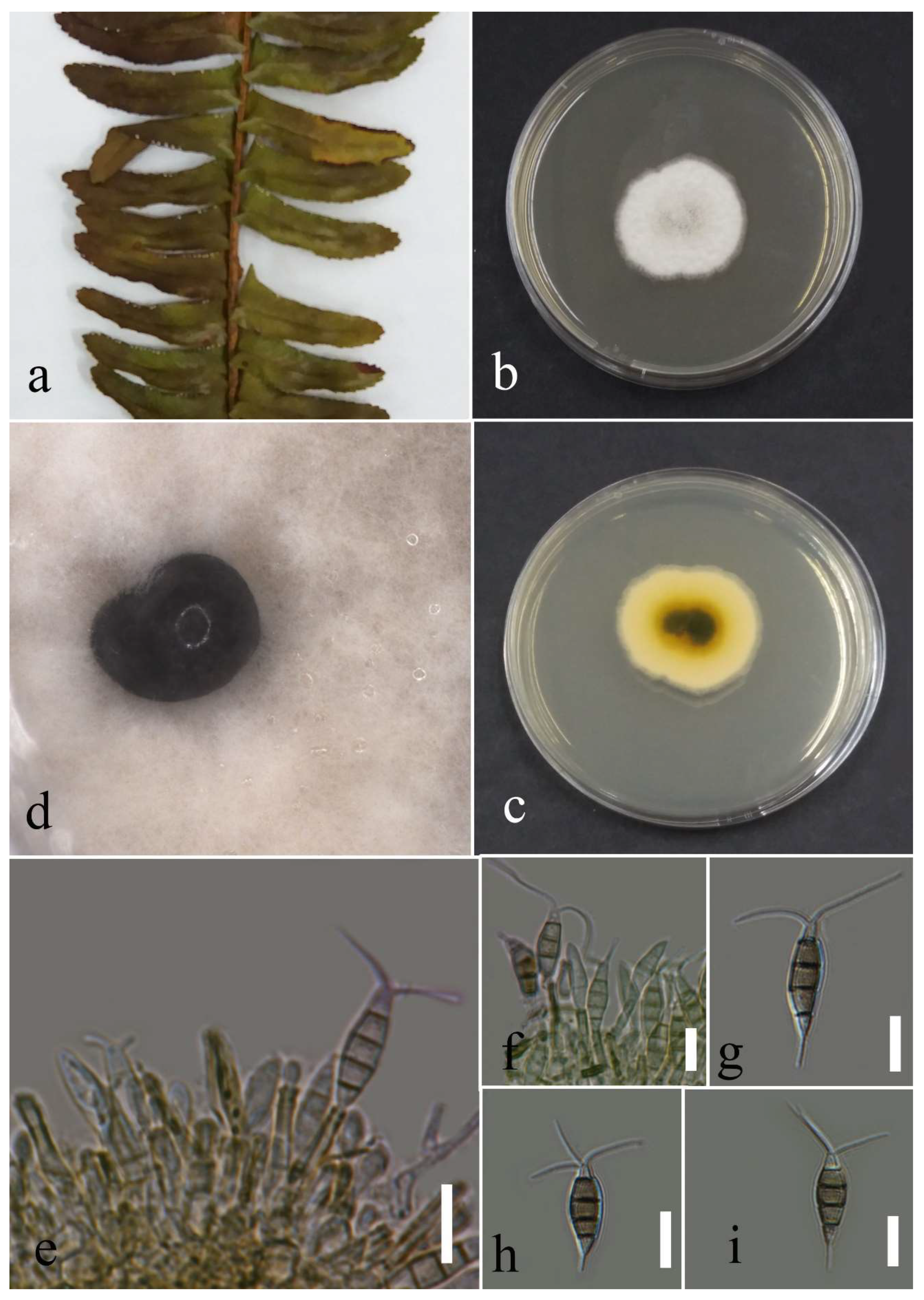 Plants 12 00683 g014