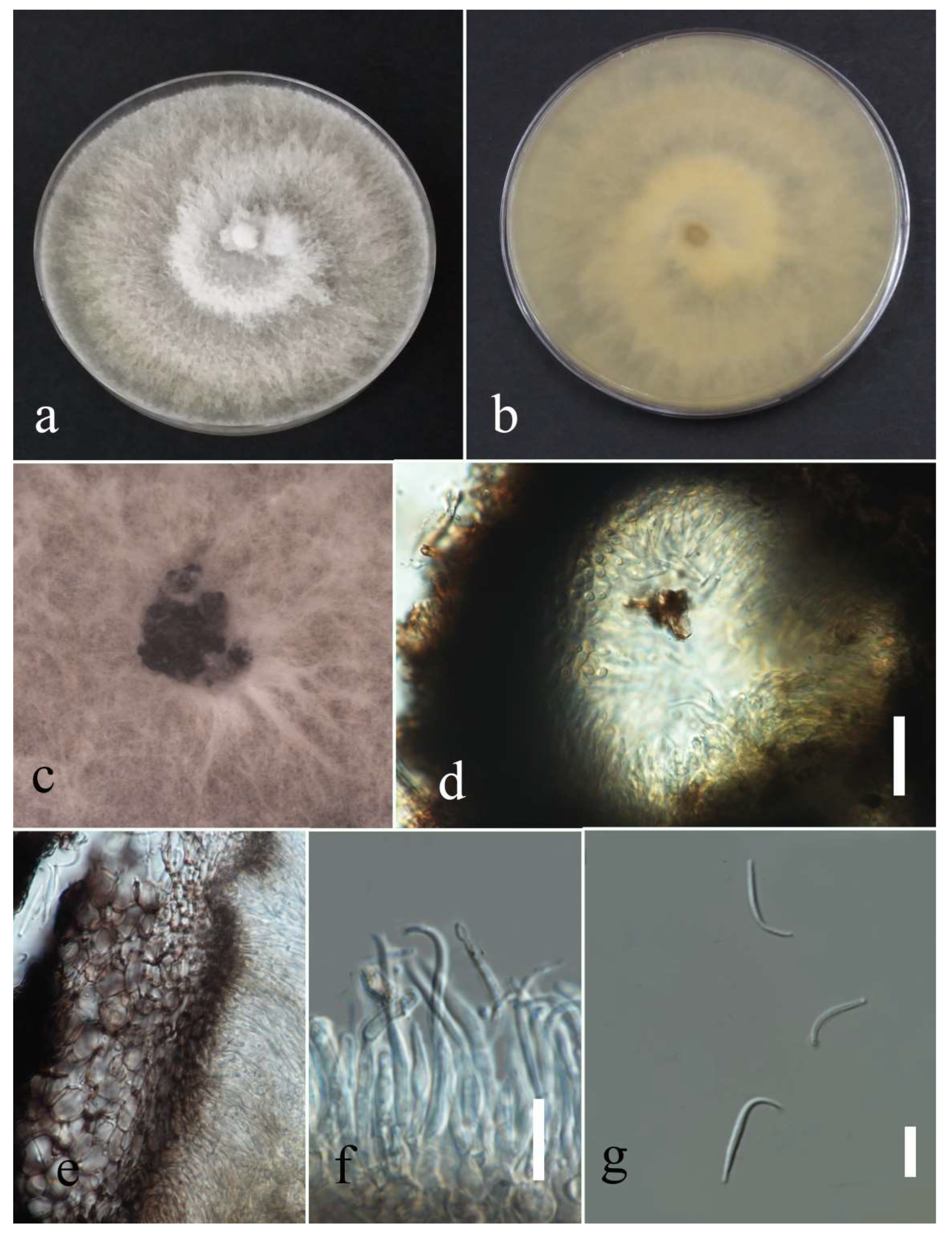 Plants 12 00683 g020