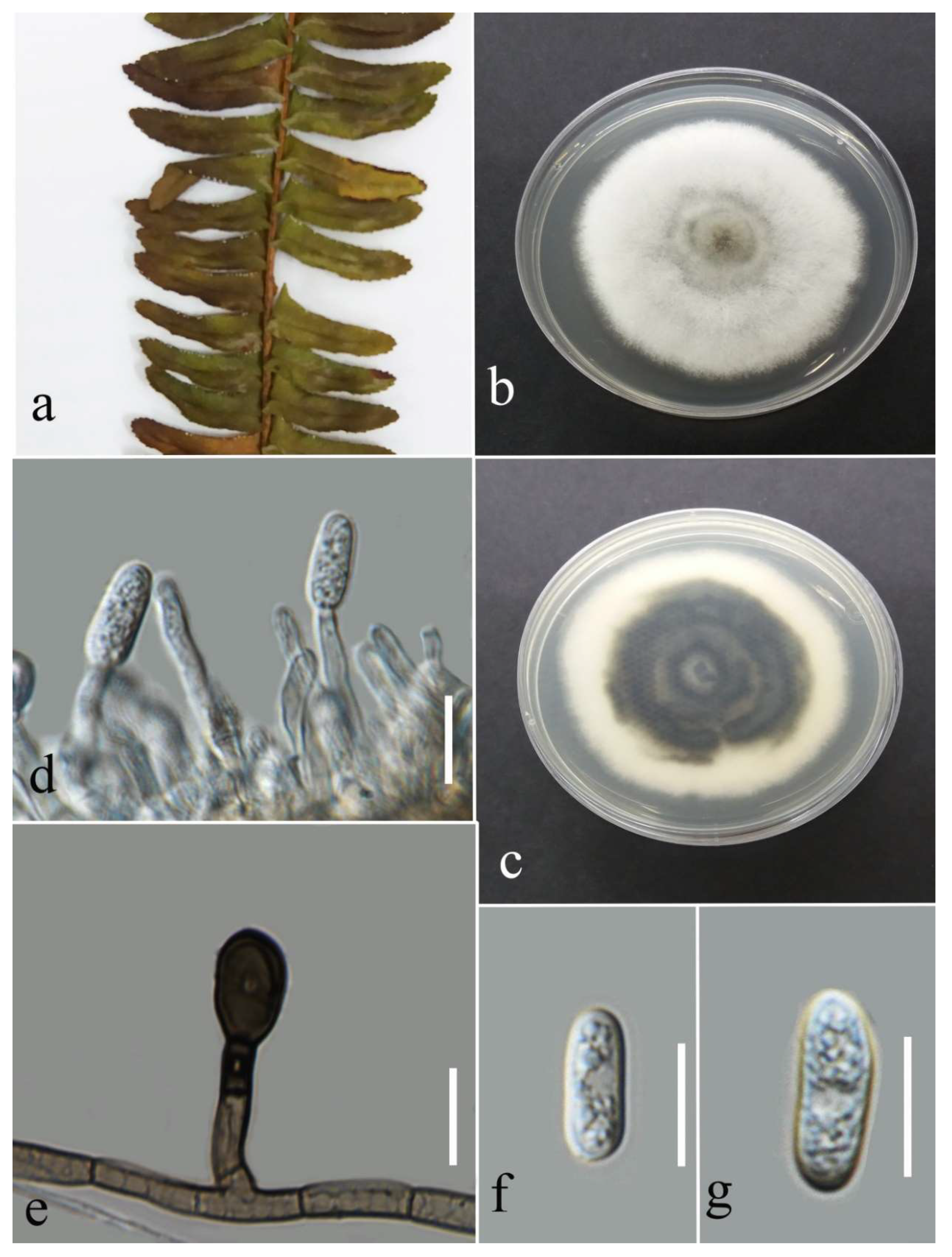 Plants 12 00683 g022